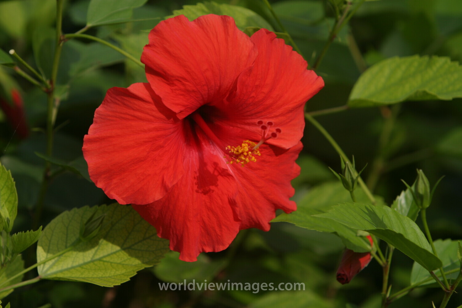 Floweres of the World