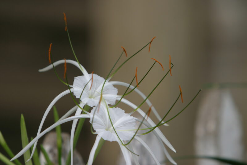 Floweres of the World — Flowers, nature, scenic, flora