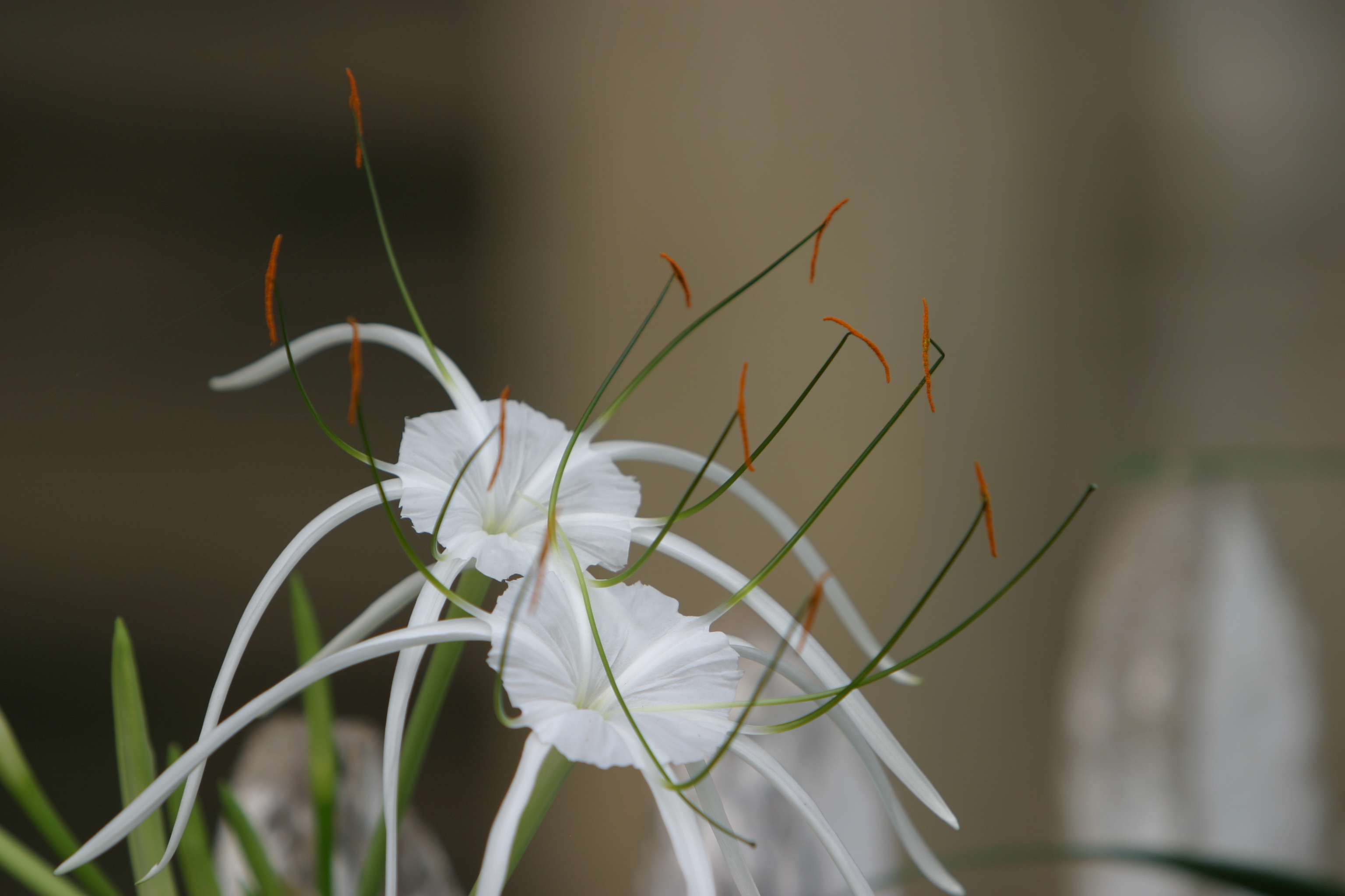 Floweres of the World