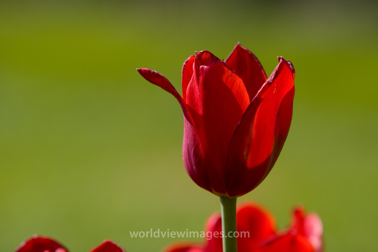 Floweres of the World