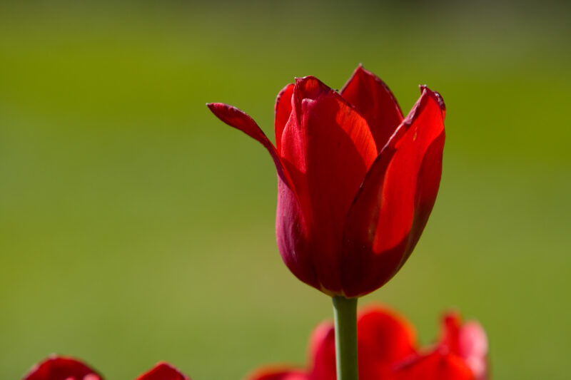 Floweres of the World — Flowers, nature, scenic, flora