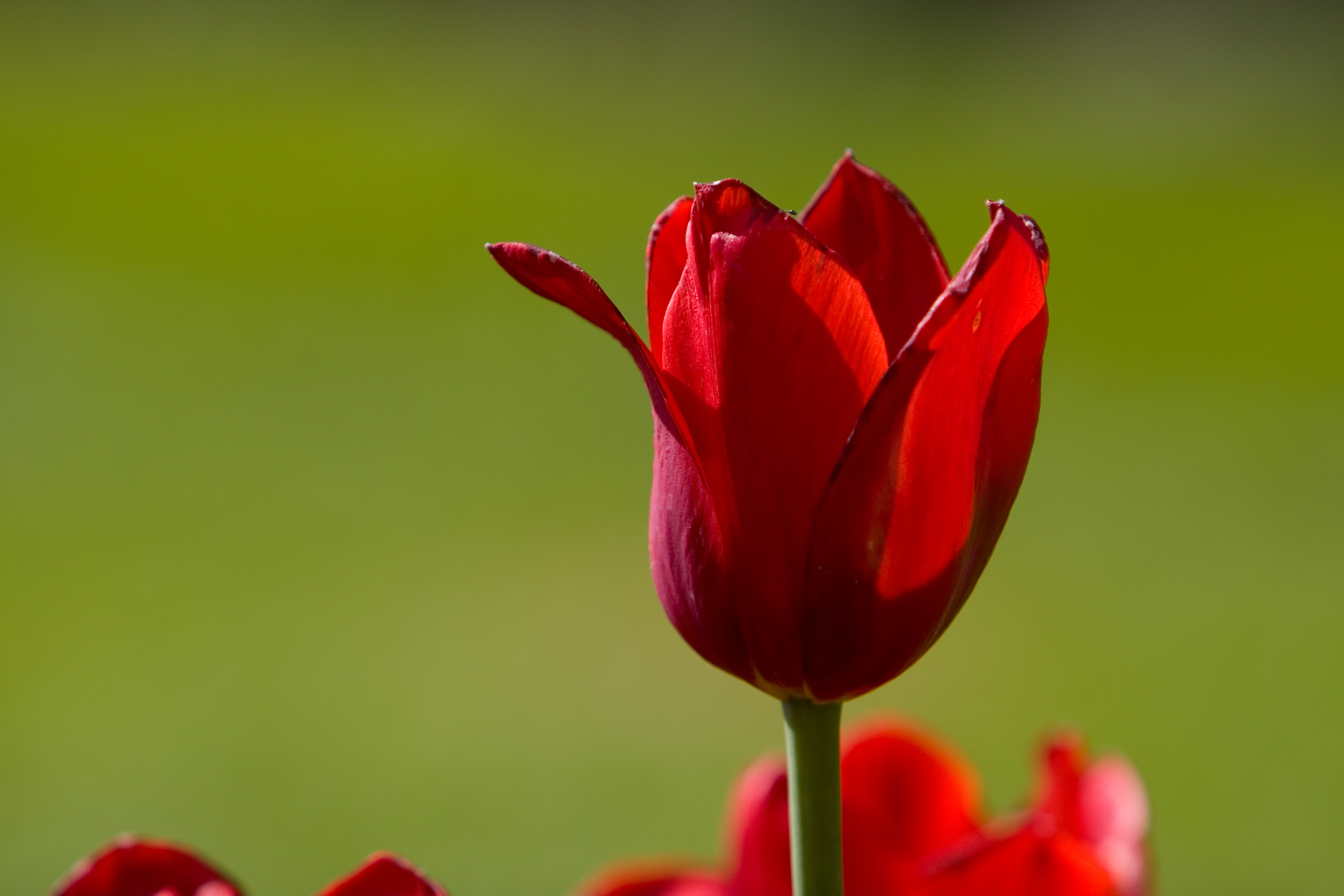 Floweres of the World