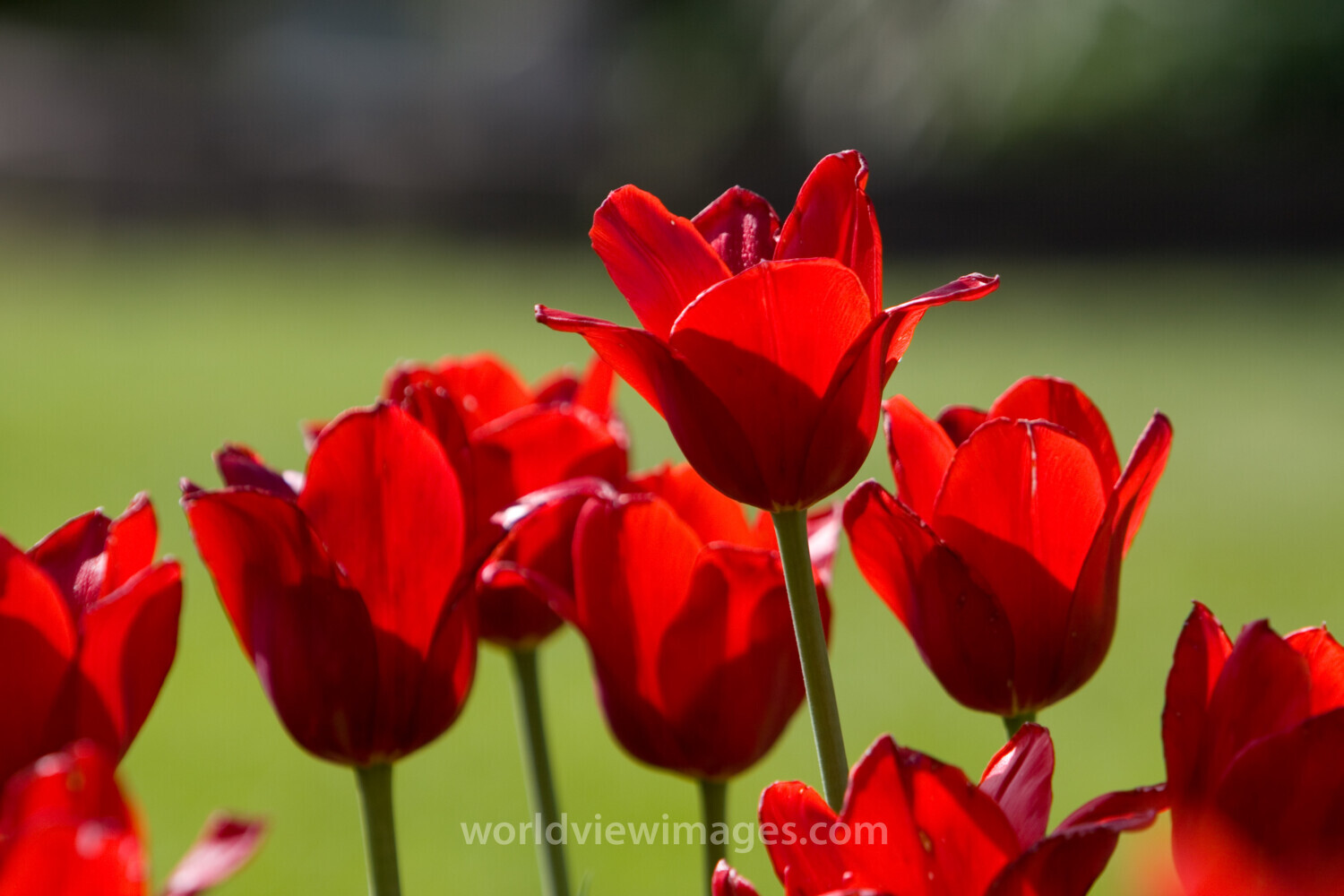 Floweres of the World