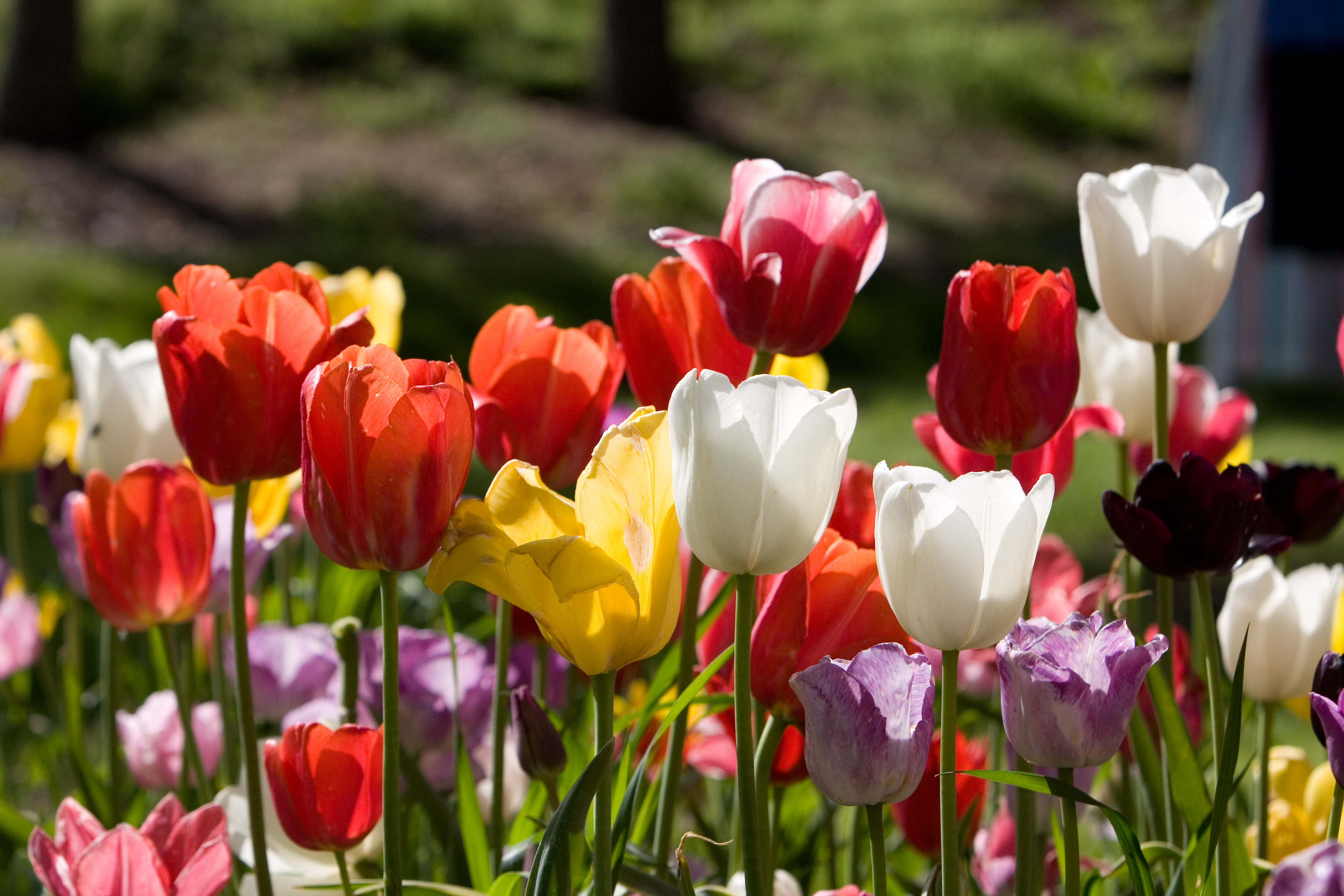 Floweres of the World