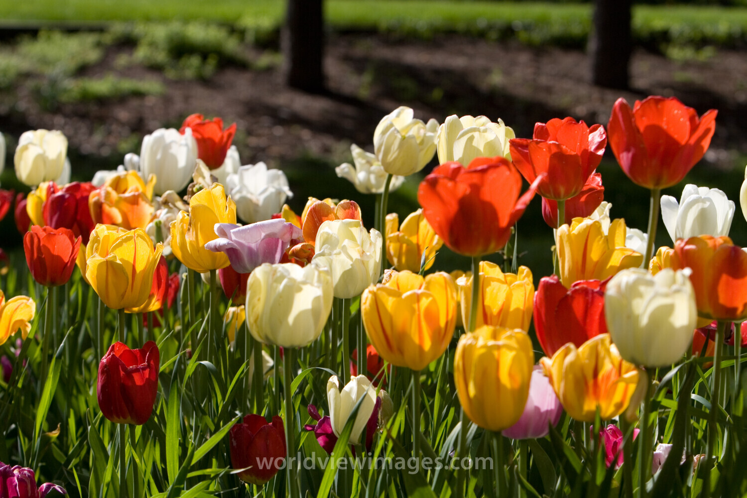 Floweres of the World