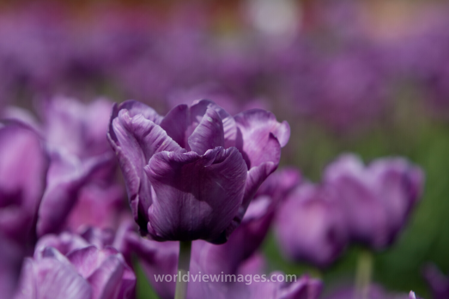 Floweres of the World