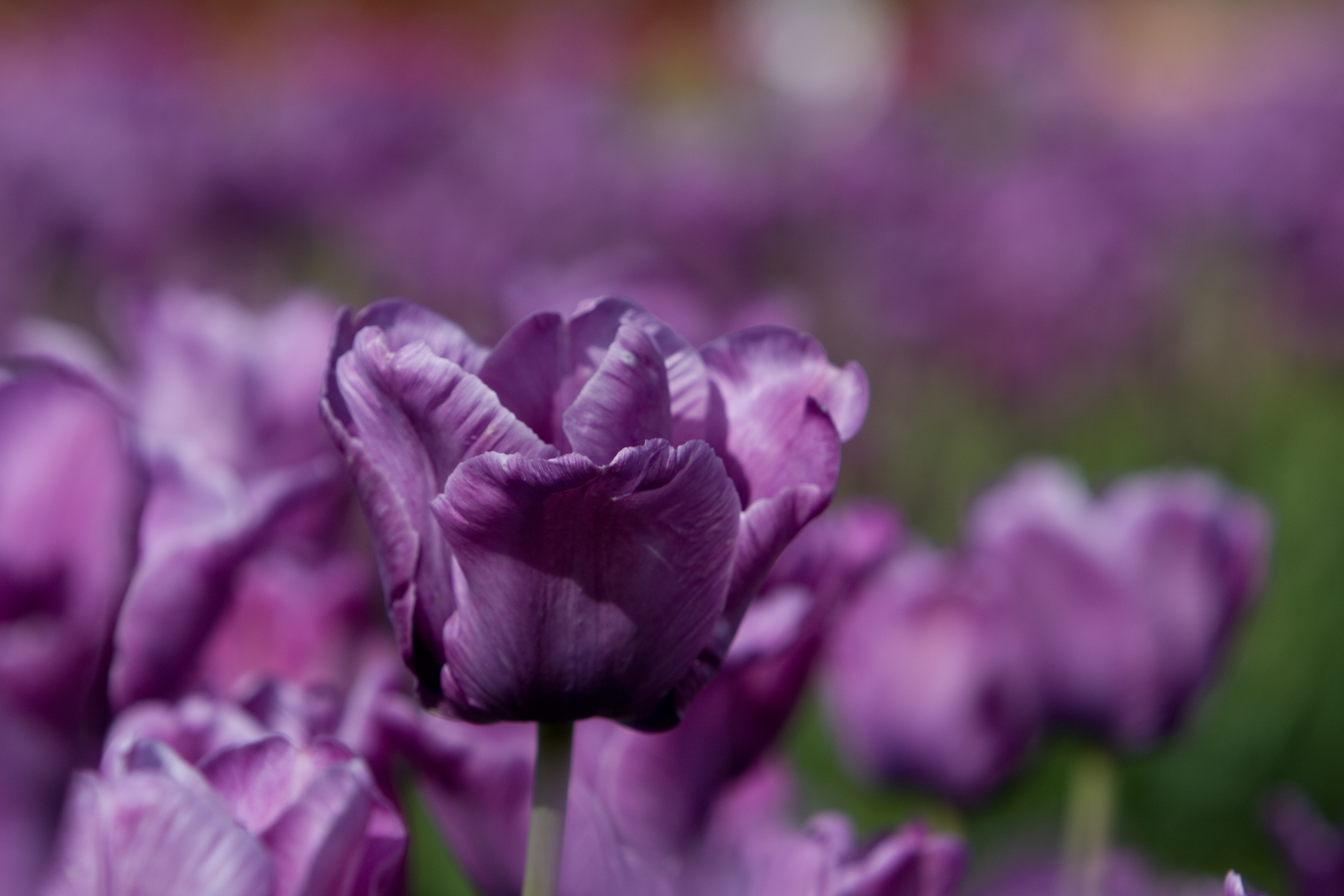 Floweres of the World