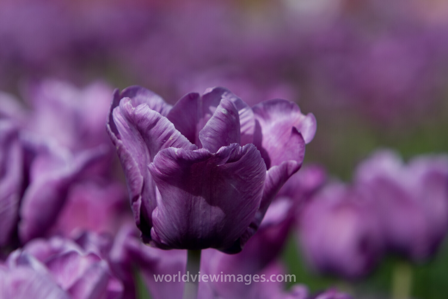 Floweres of the World