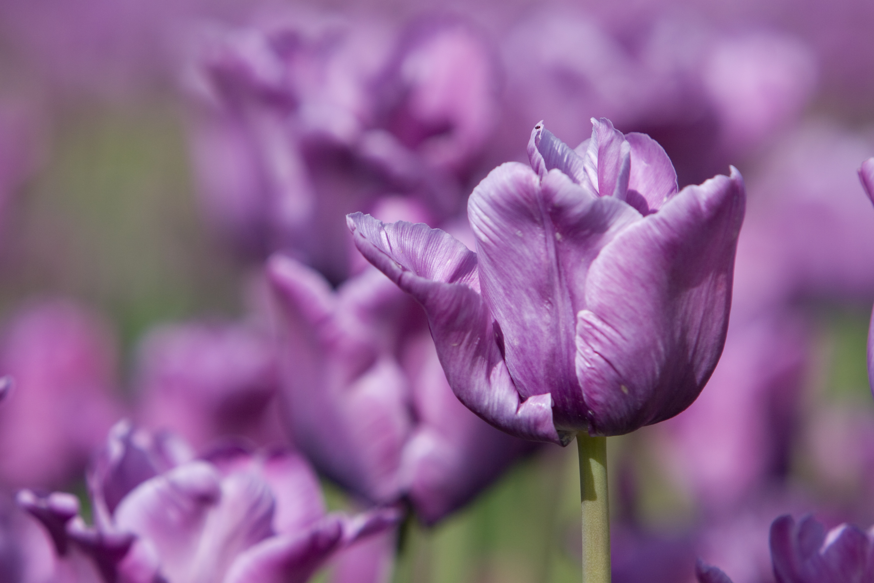 Floweres of the World