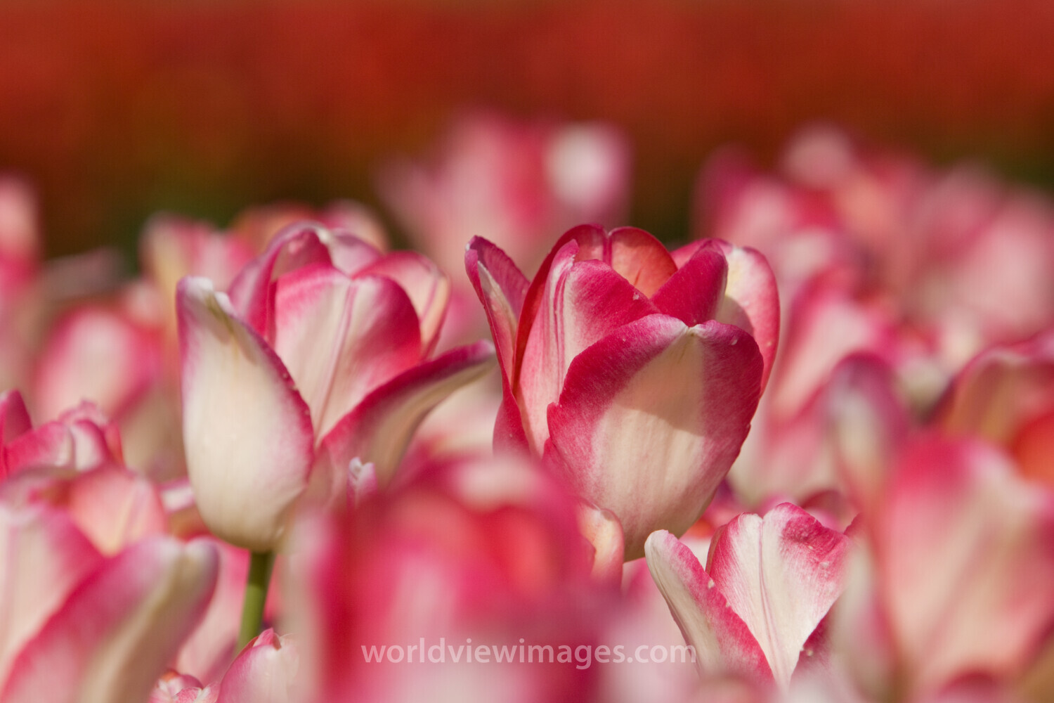 Floweres of the World