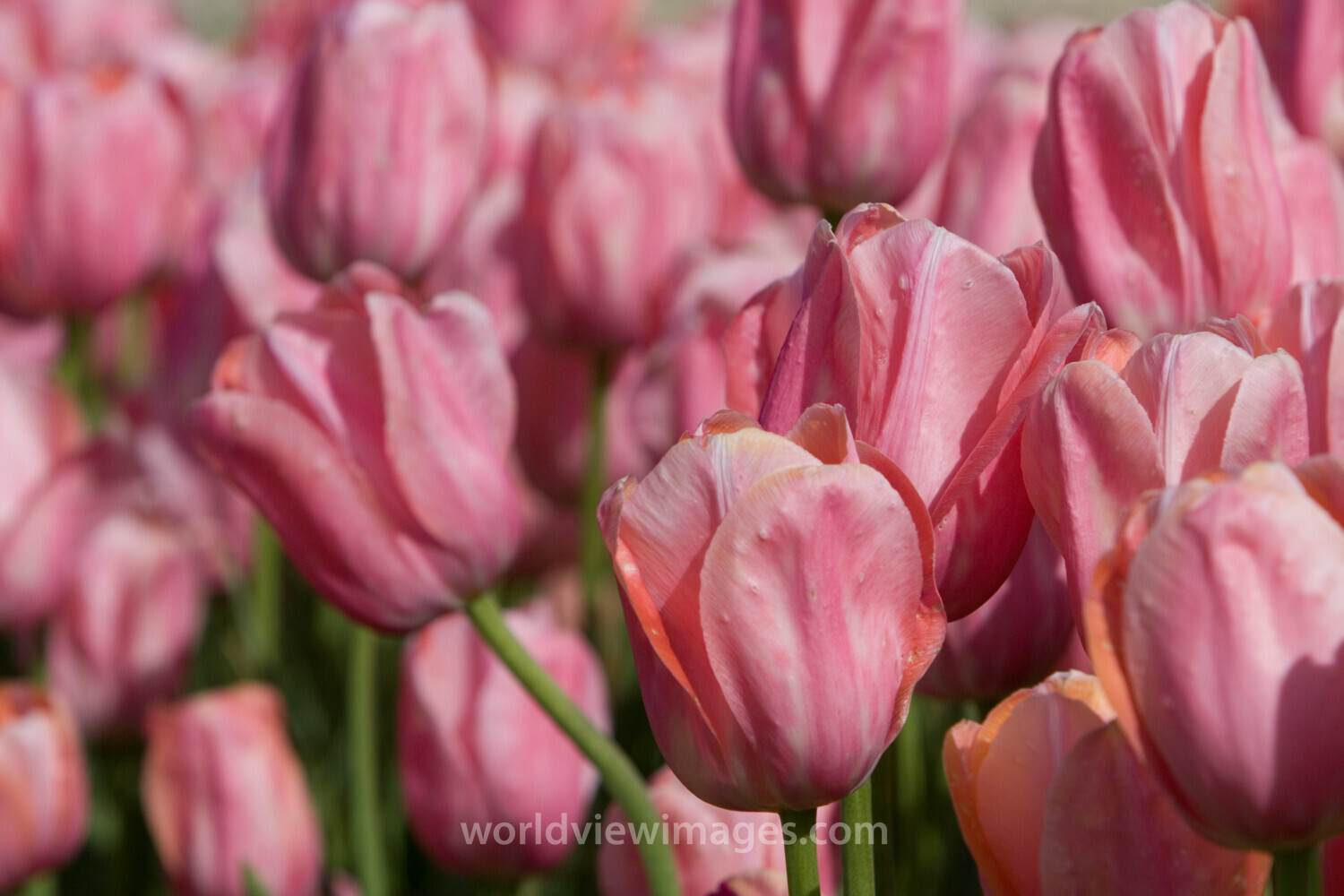 Floweres of the World