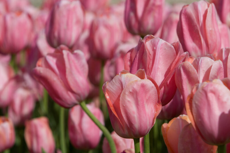 Floweres of the World — Flowers, nature, scenic, flora