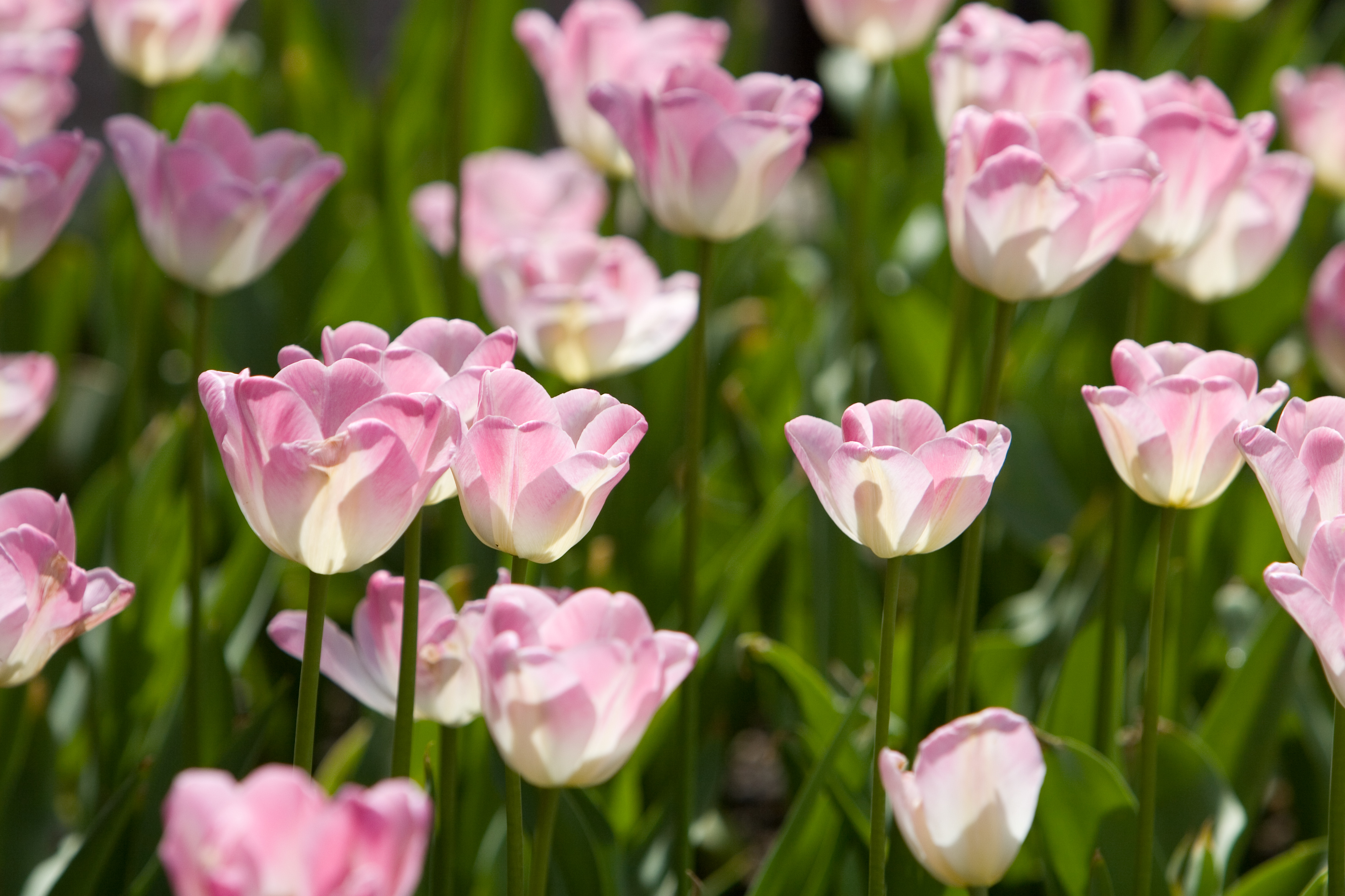 Floweres of the World