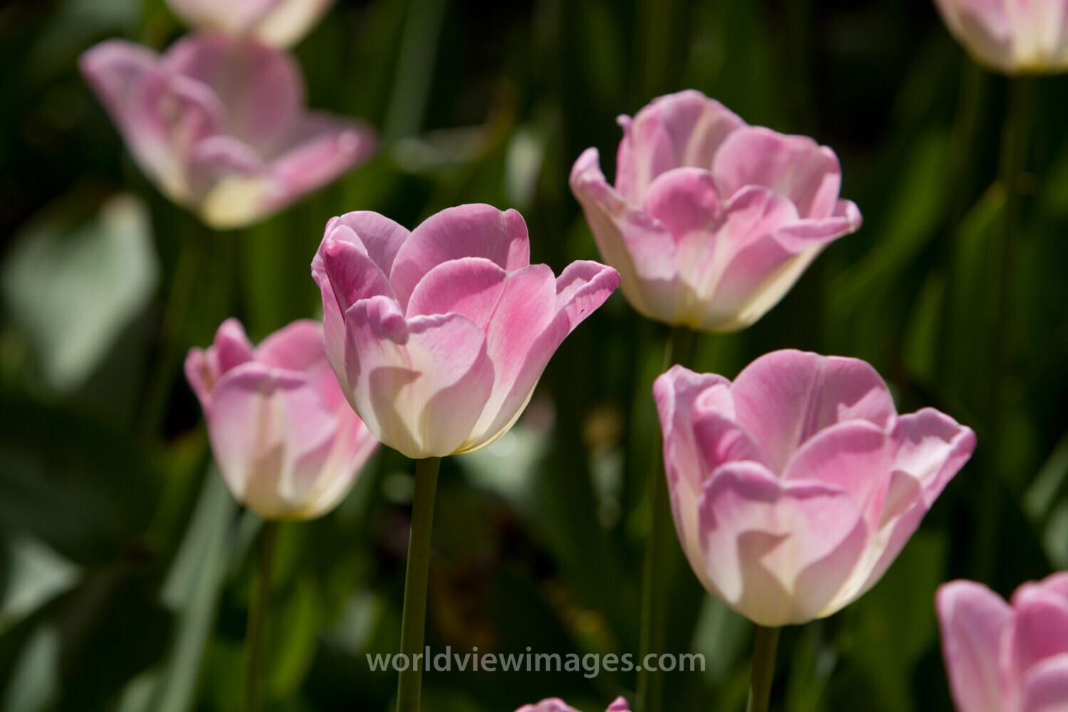 Floweres of the World