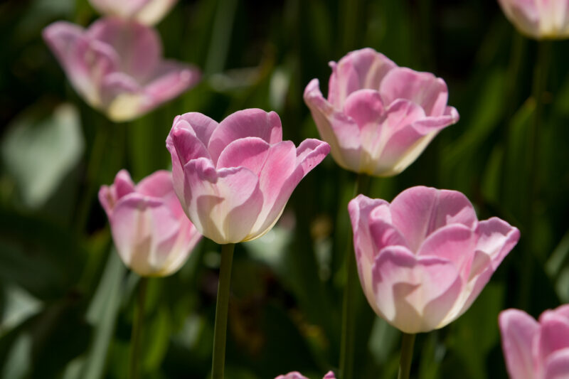 Floweres of the World — Flowers, nature, scenic, flora