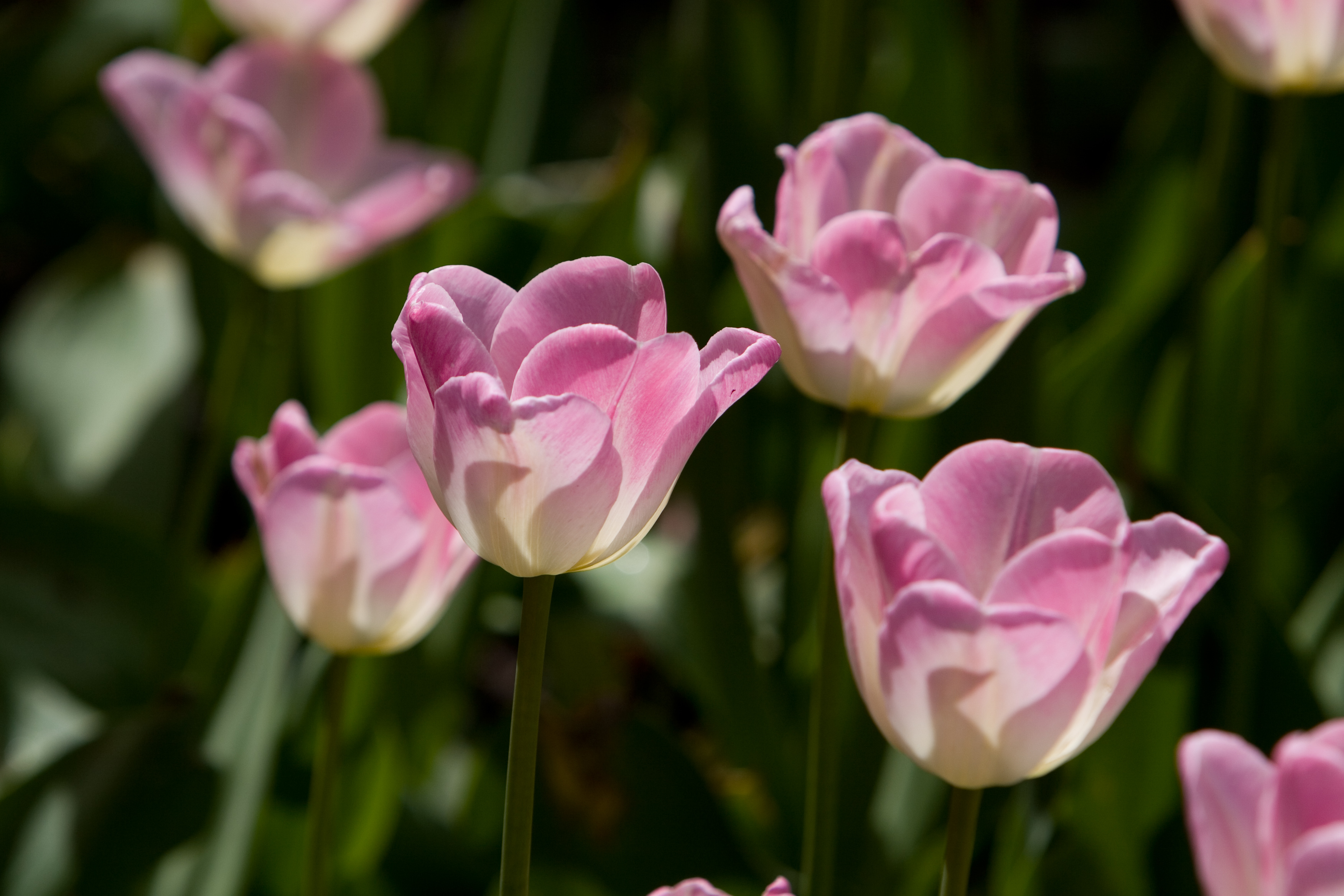 Floweres of the World