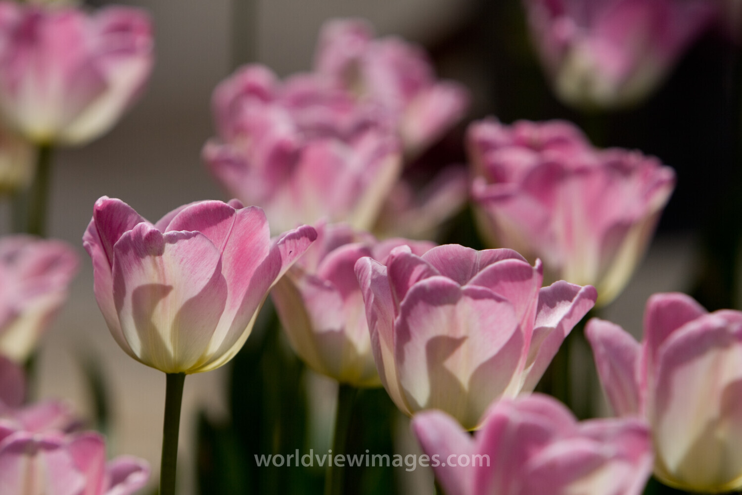 Floweres of the World