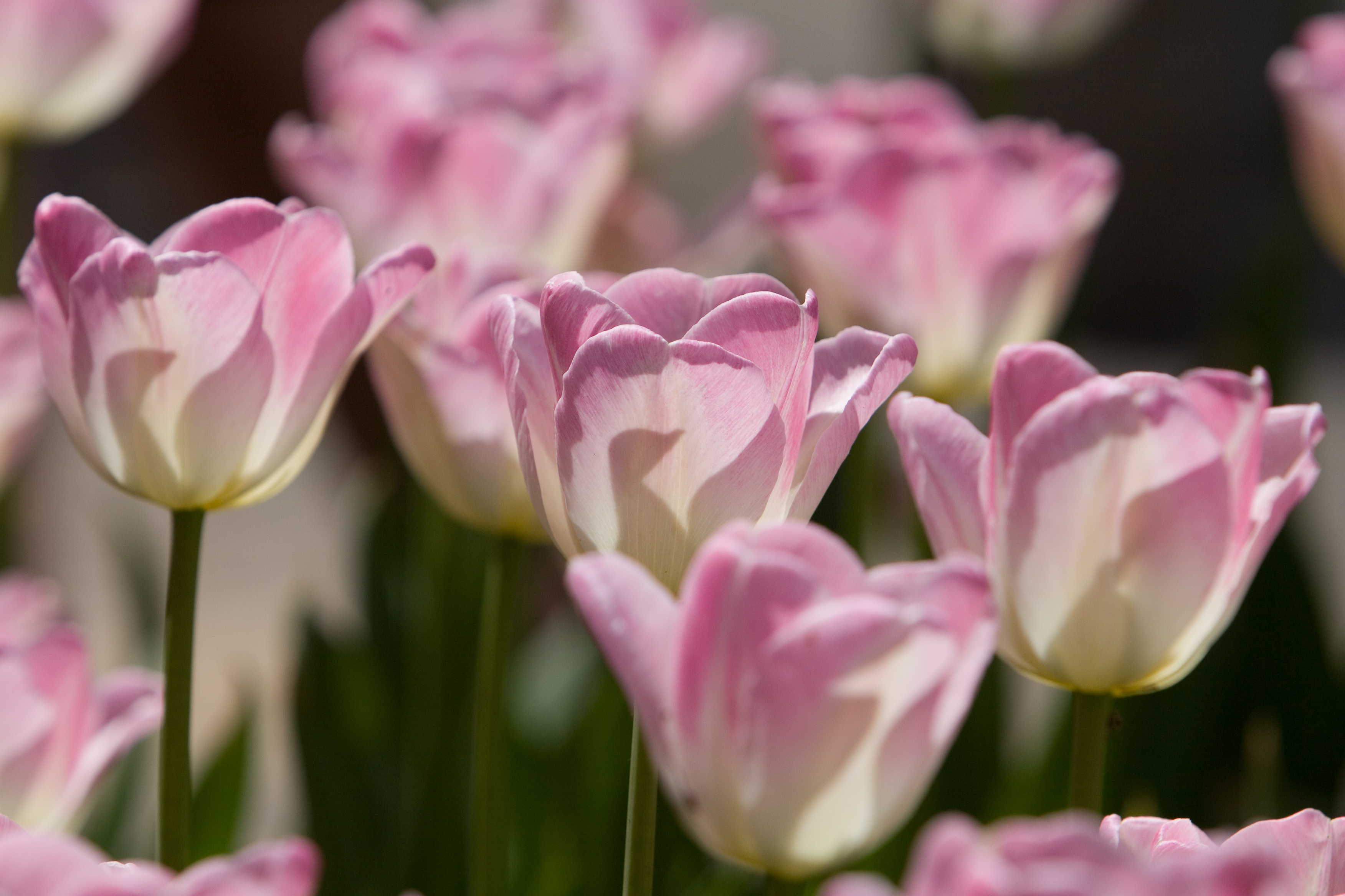 Floweres of the World