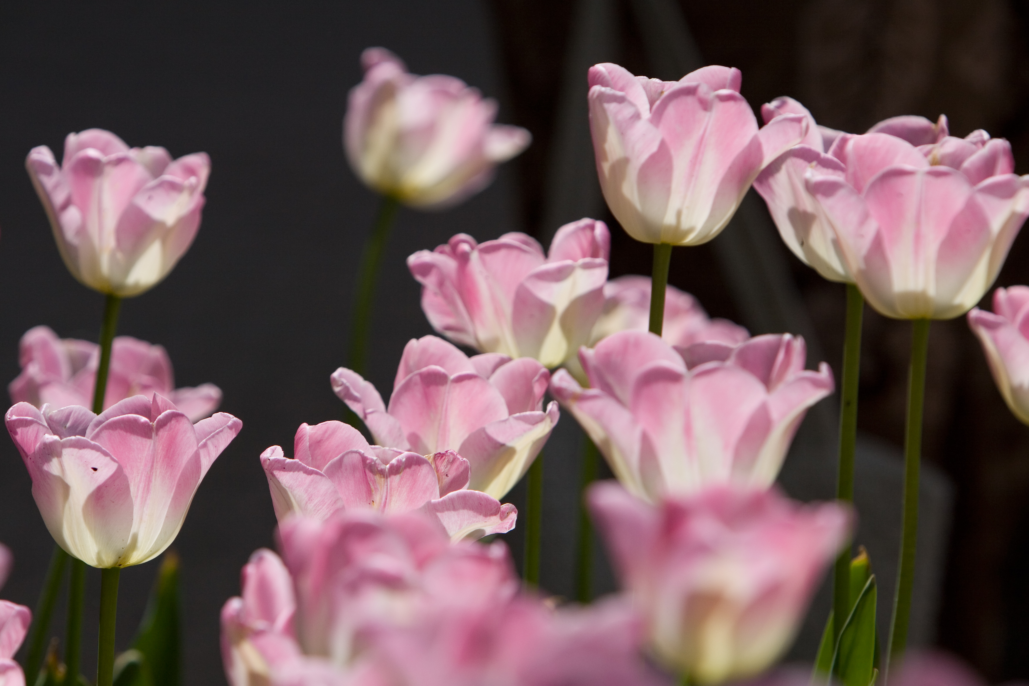 Floweres of the World