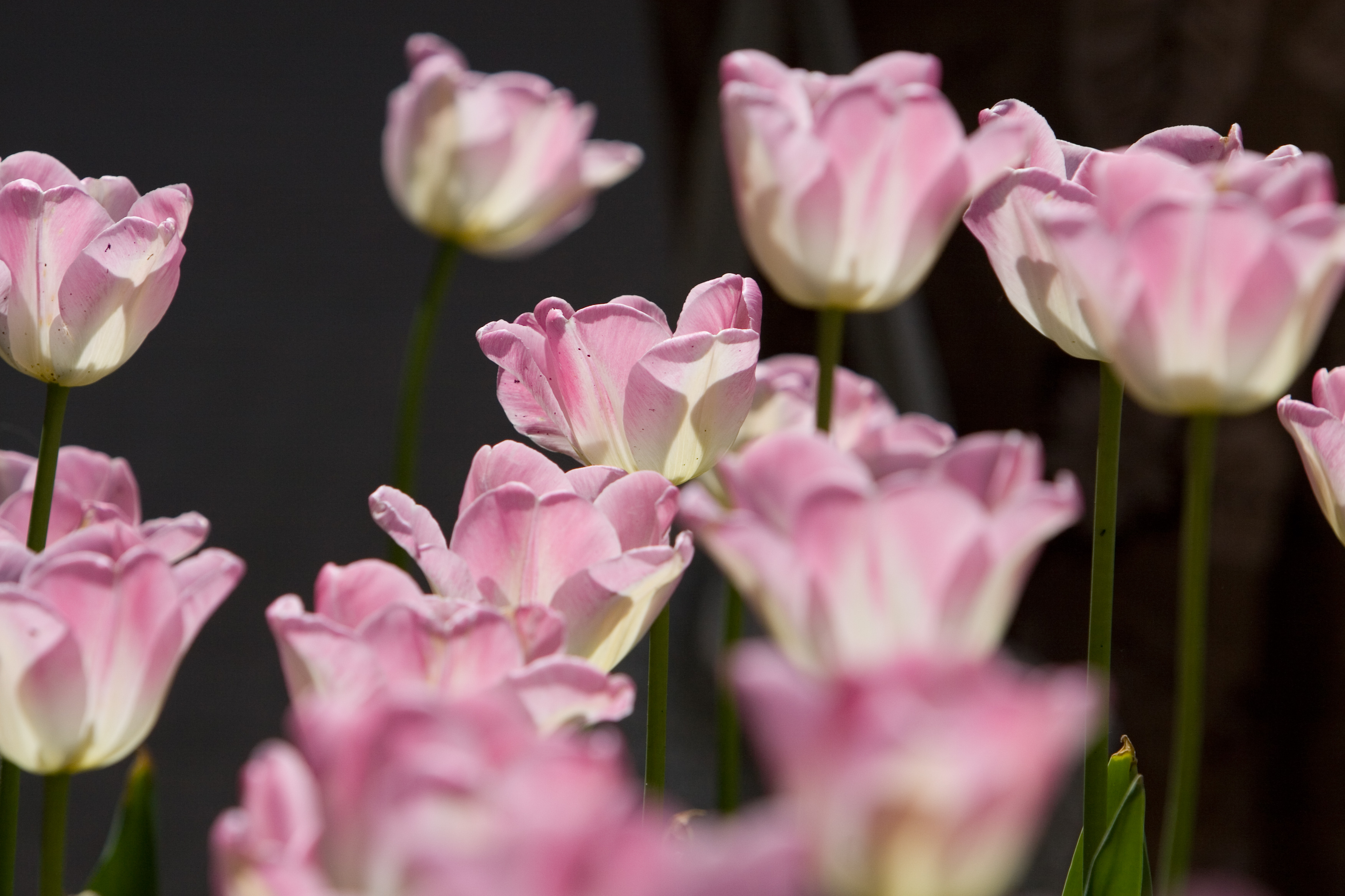 Floweres of the World