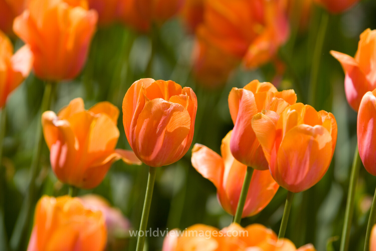 Floweres of the World