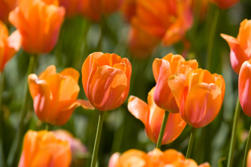 Floweres of the World — Flowers, nature, scenic, flora