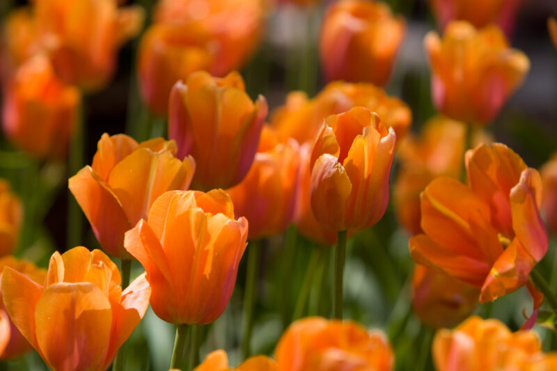 Floweres of the World — Flowers, nature, scenic, flora