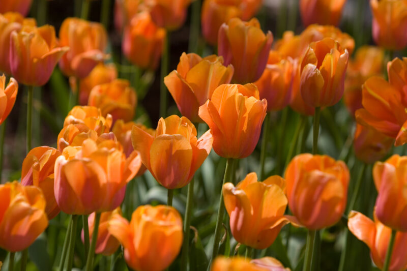 Floweres of the World — Flowers, nature, scenic, flora