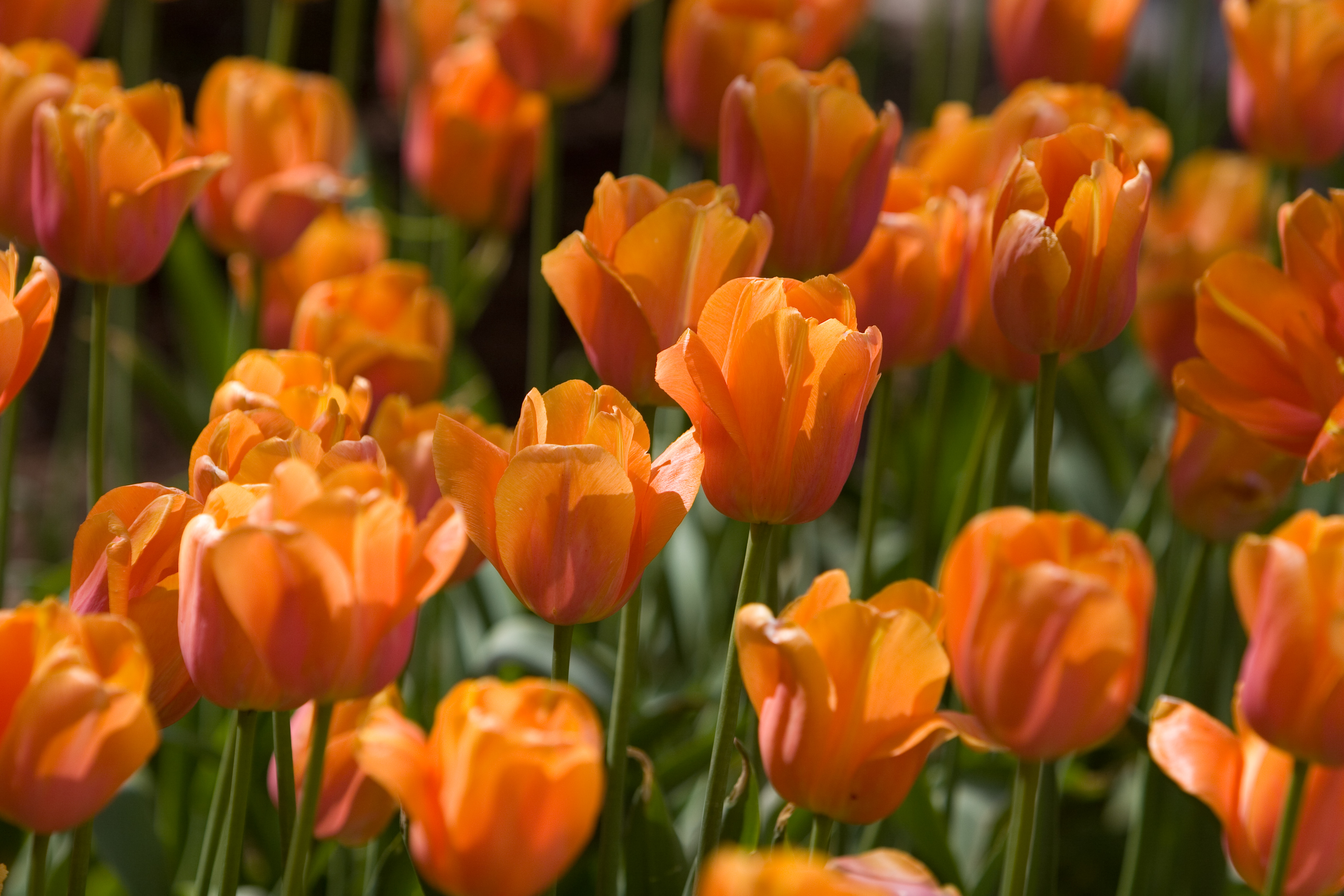 Floweres of the World