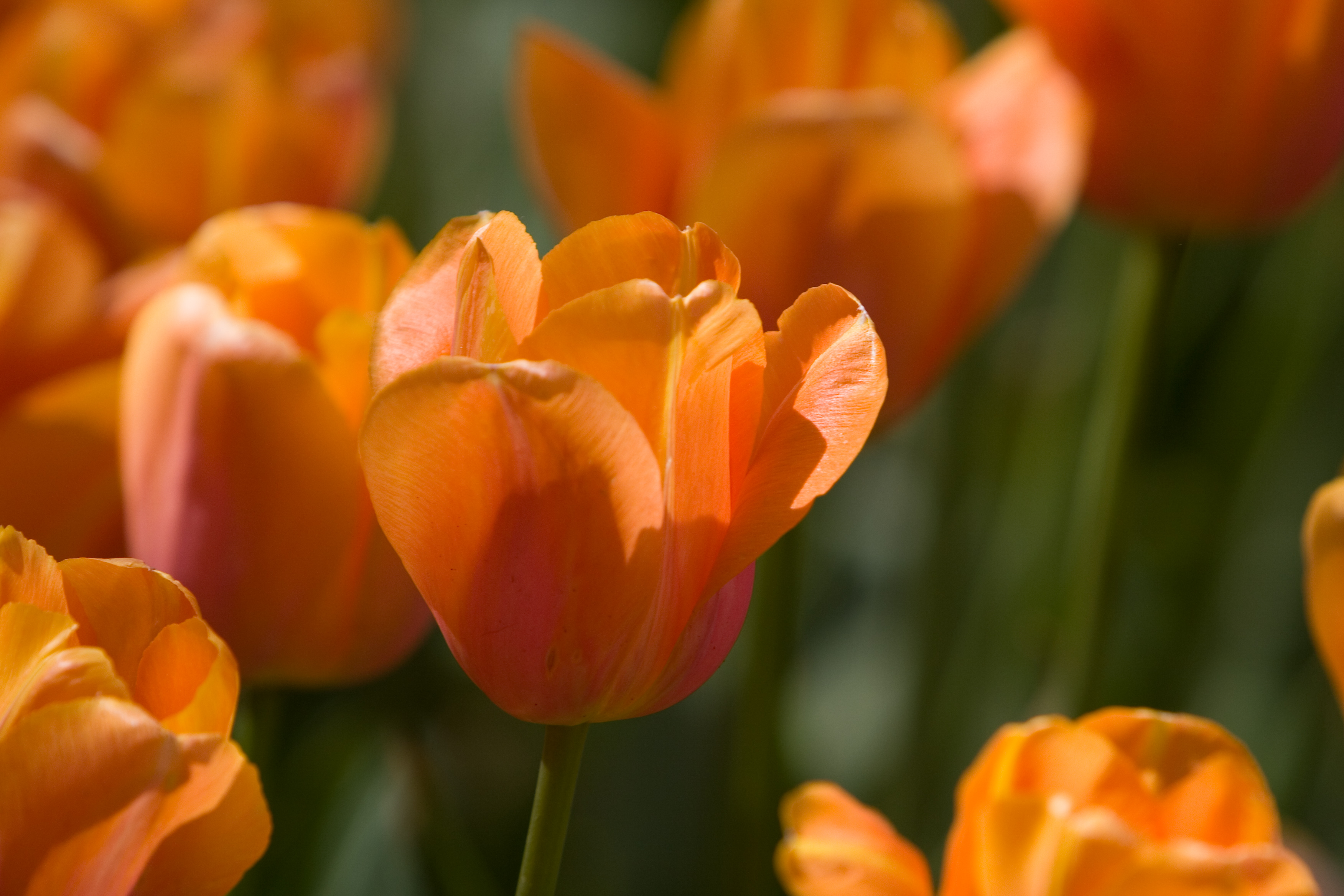 Floweres of the World