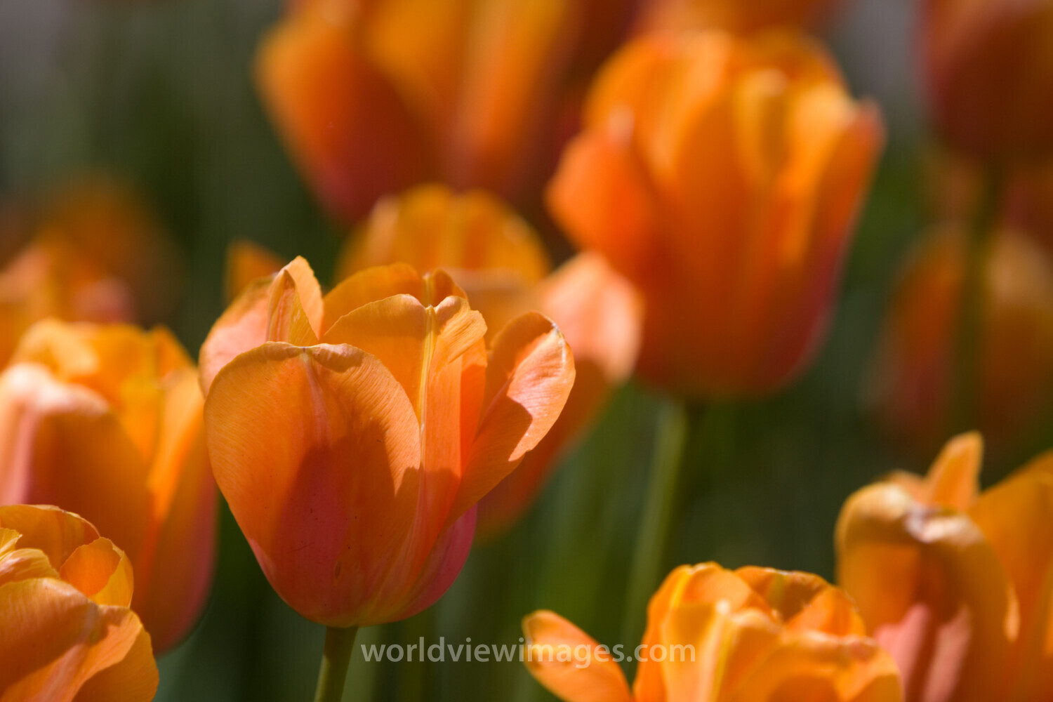 Floweres of the World