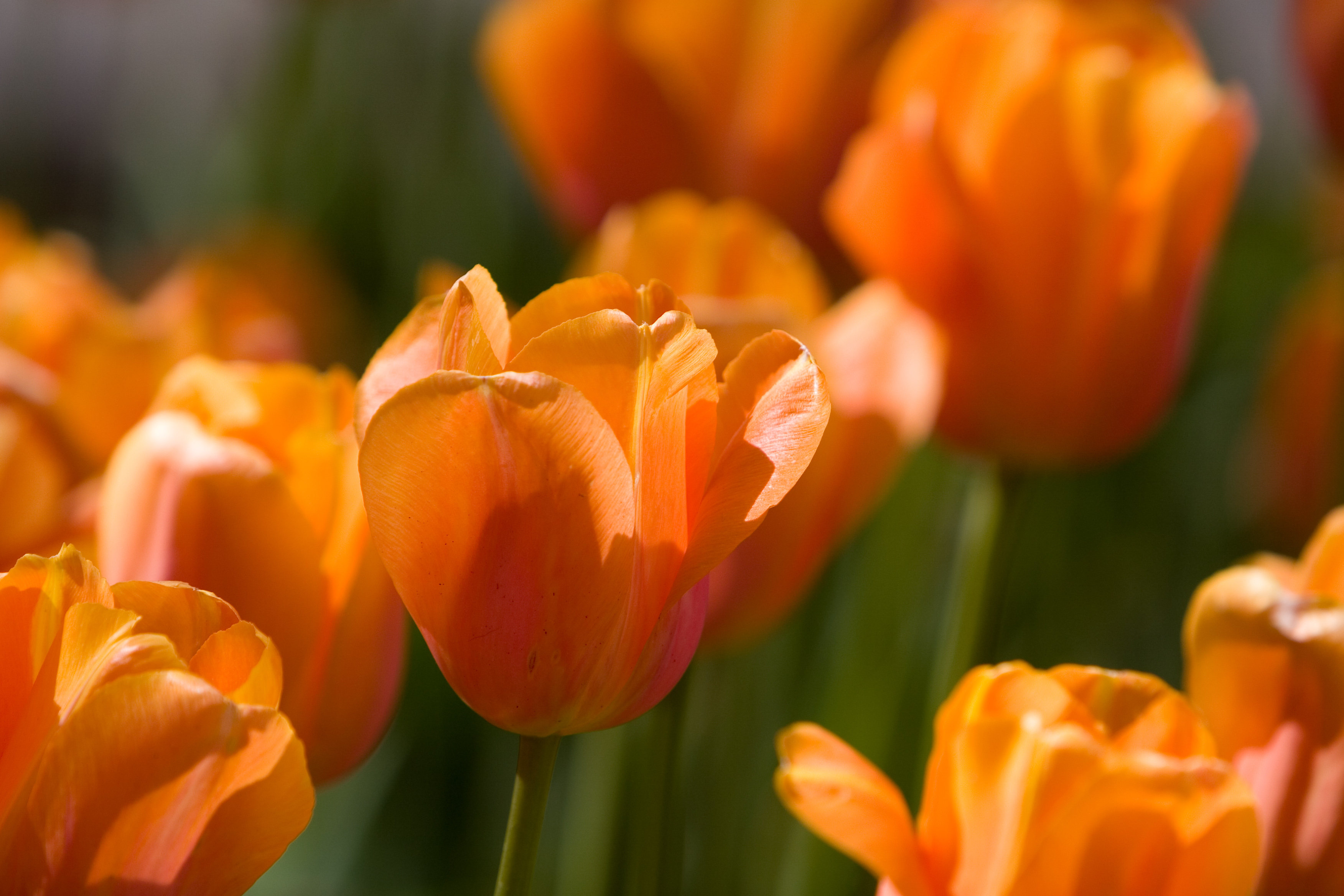 Floweres of the World