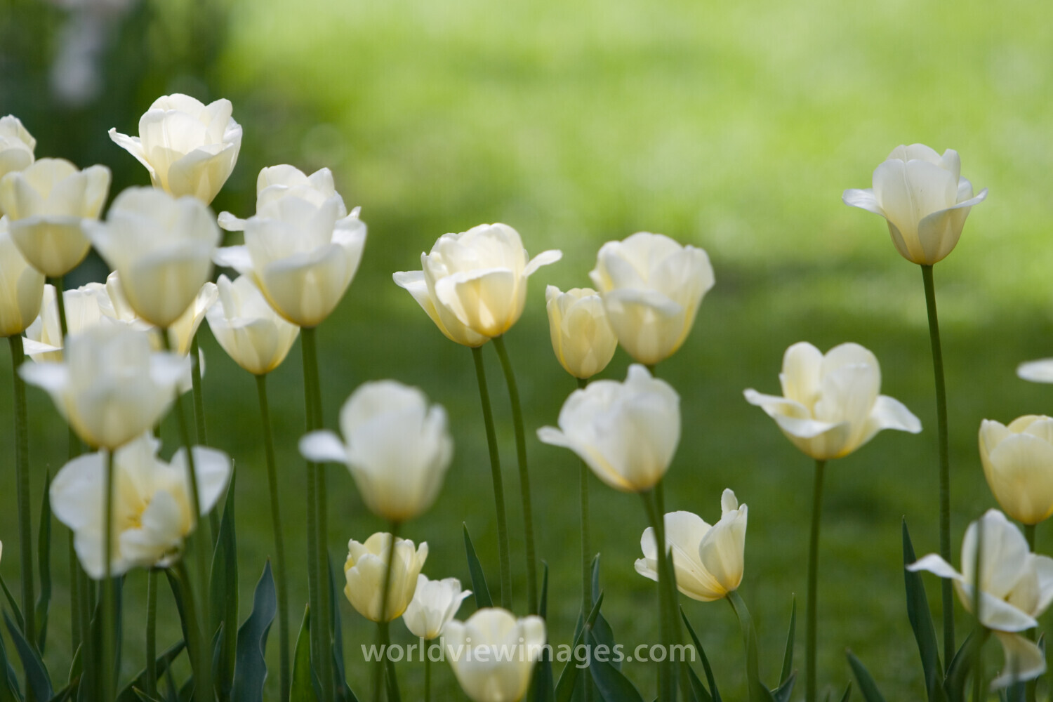 Floweres of the World