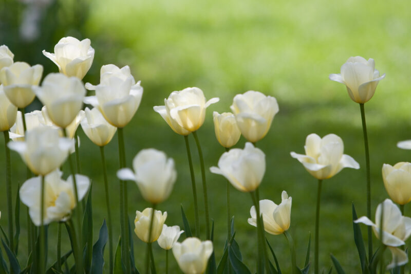 Floweres of the World — Flowers, nature, scenic, flora