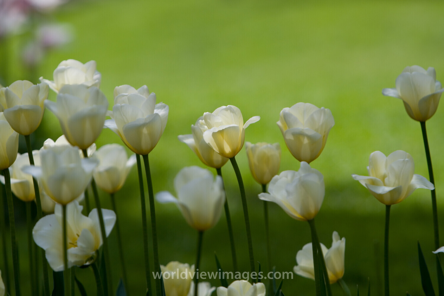 Floweres of the World