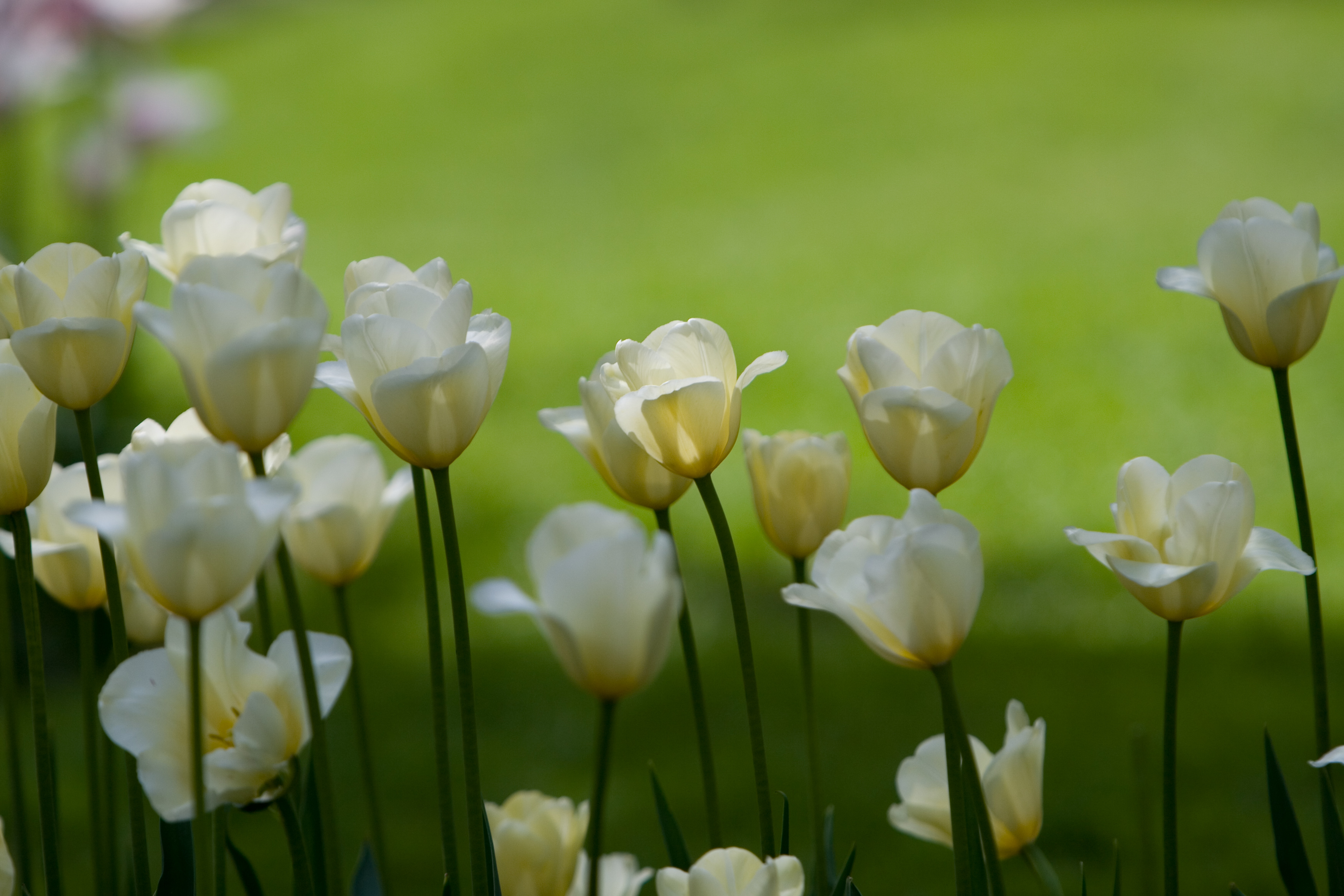 Floweres of the World