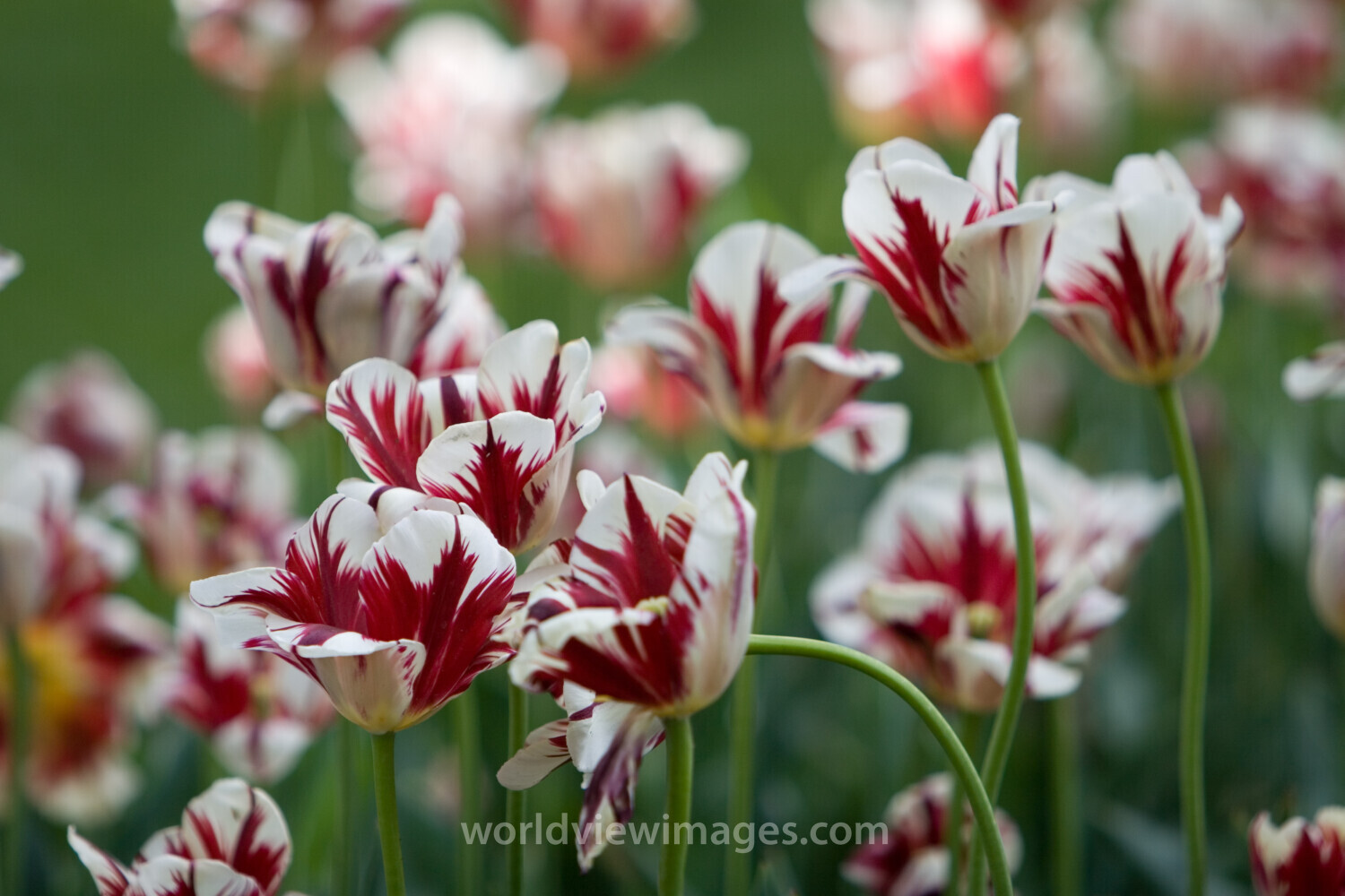 Floweres of the World