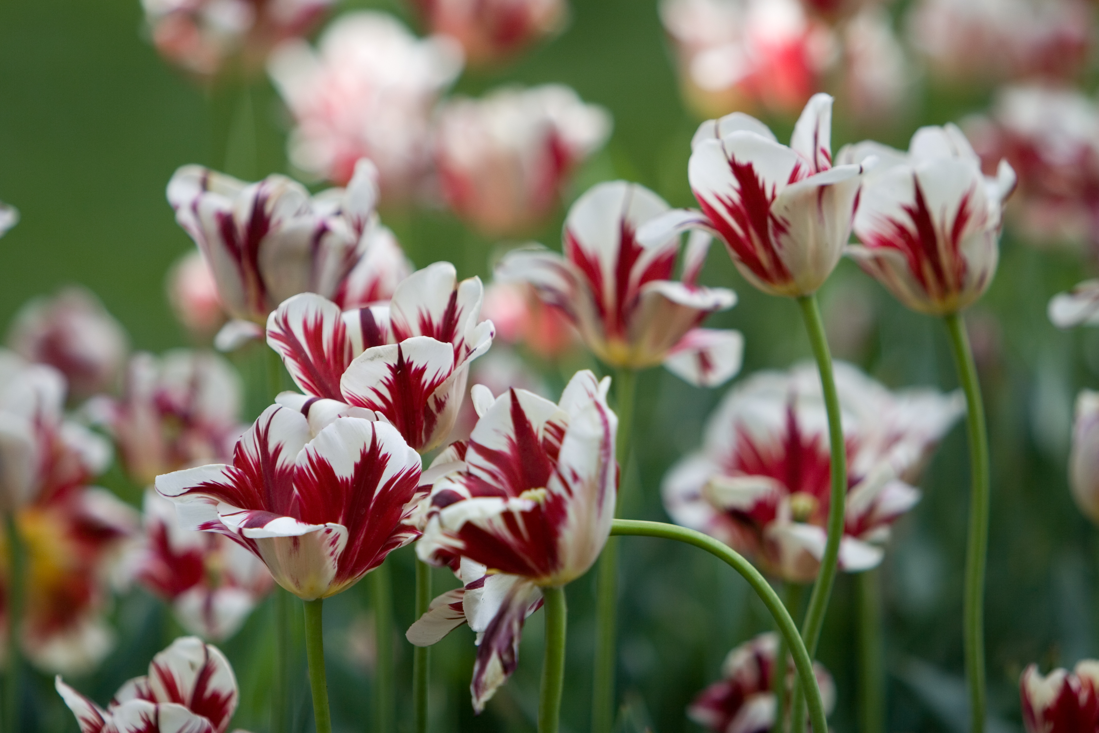 Floweres of the World