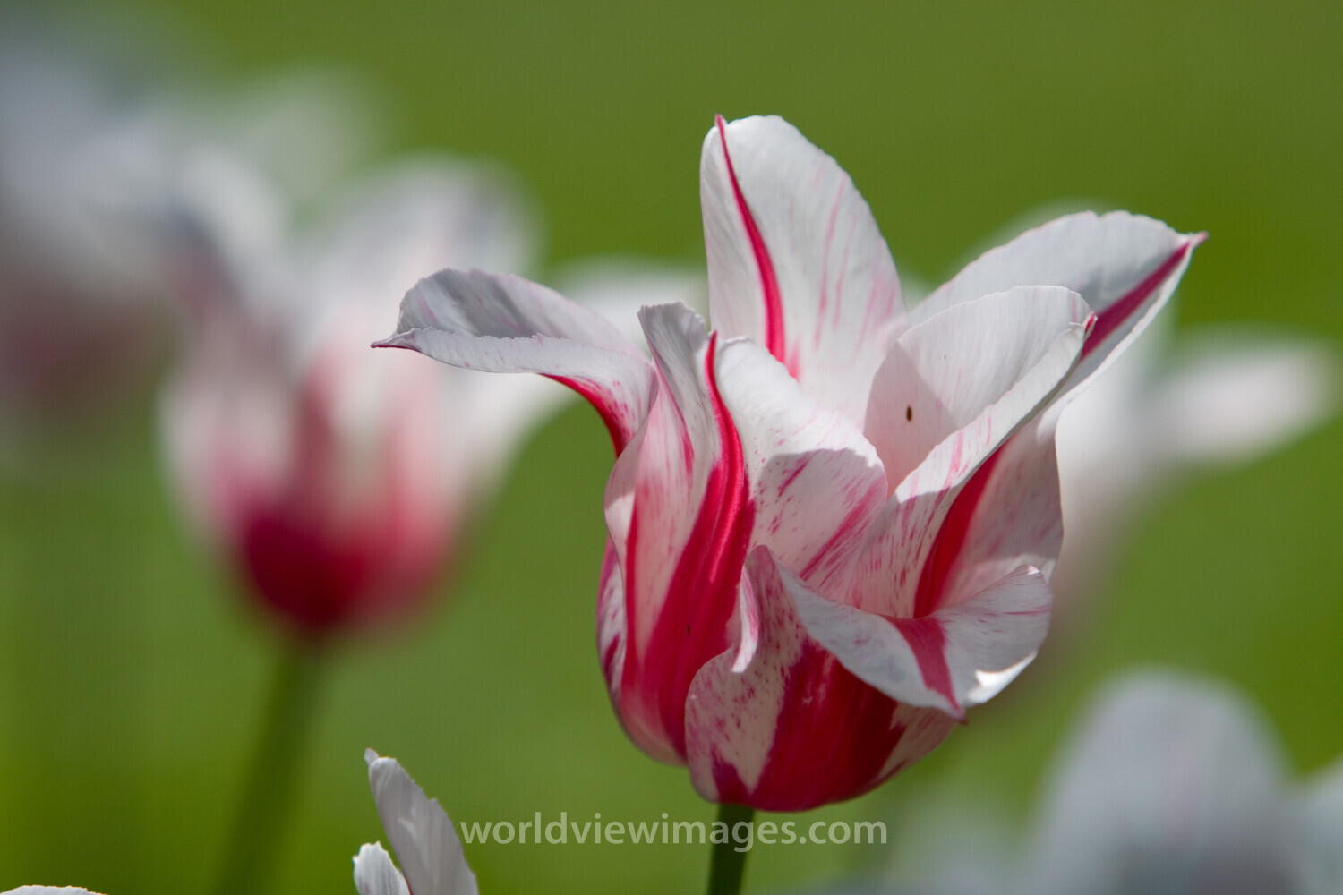 Floweres of the World