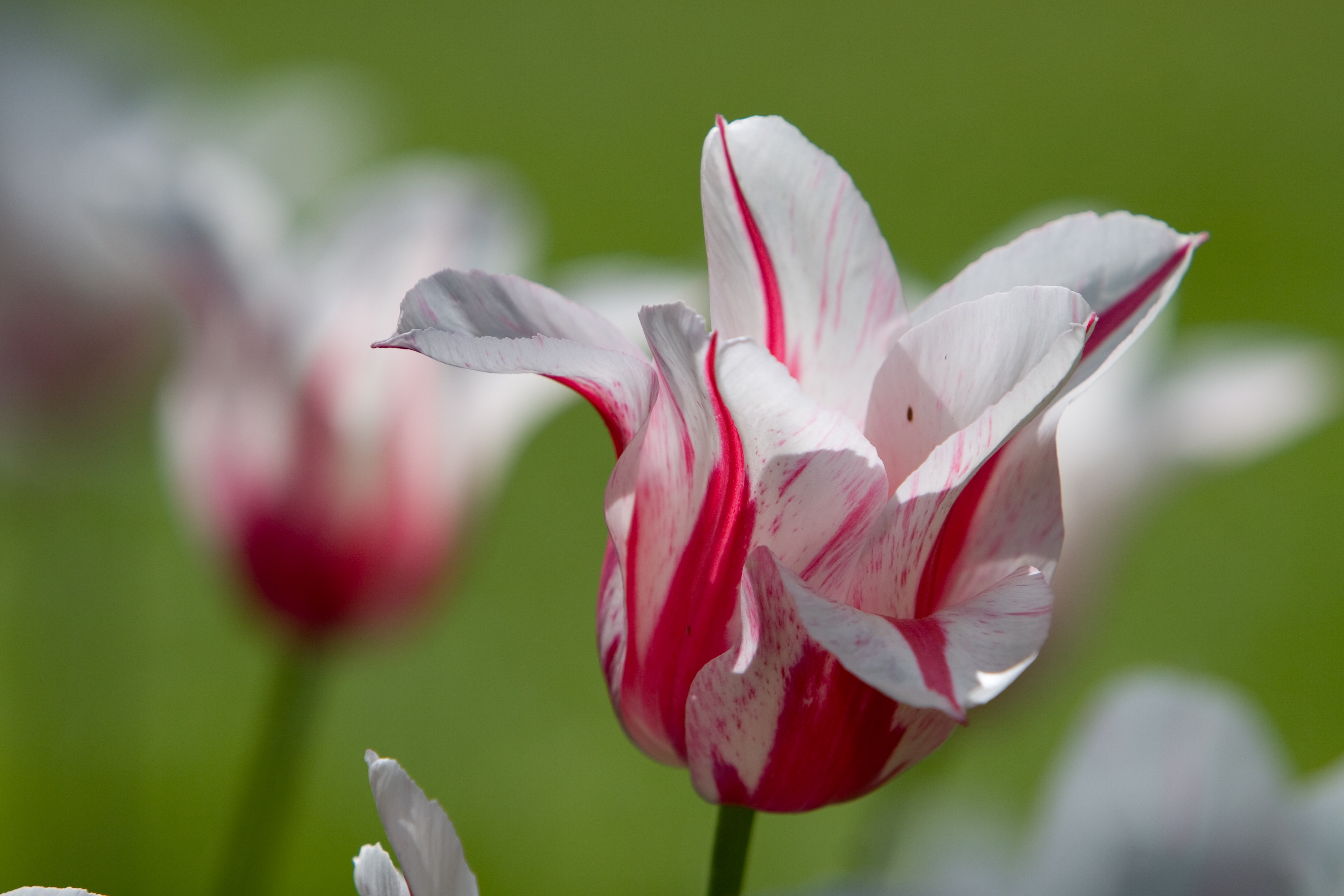 Floweres of the World