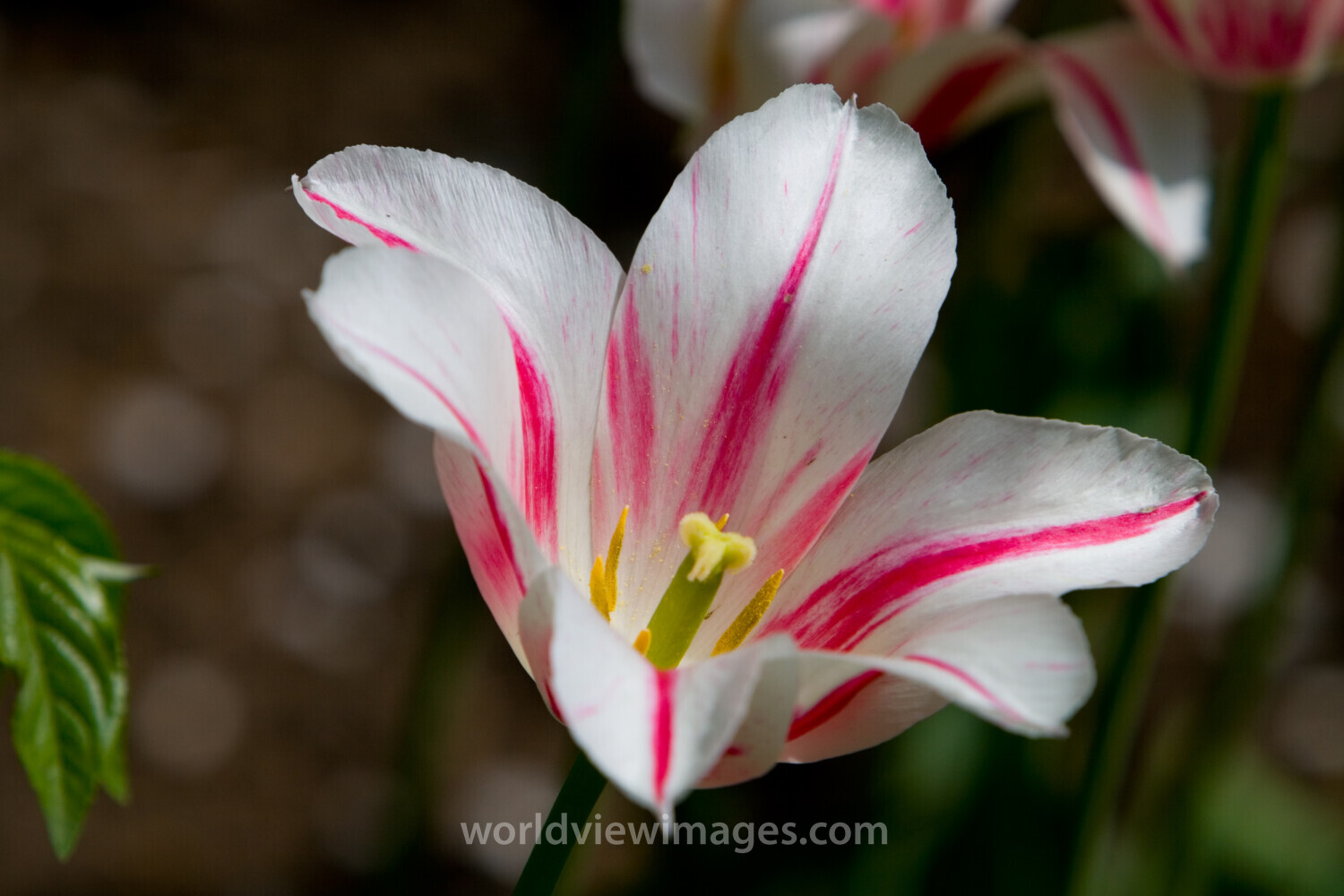 Floweres of the World