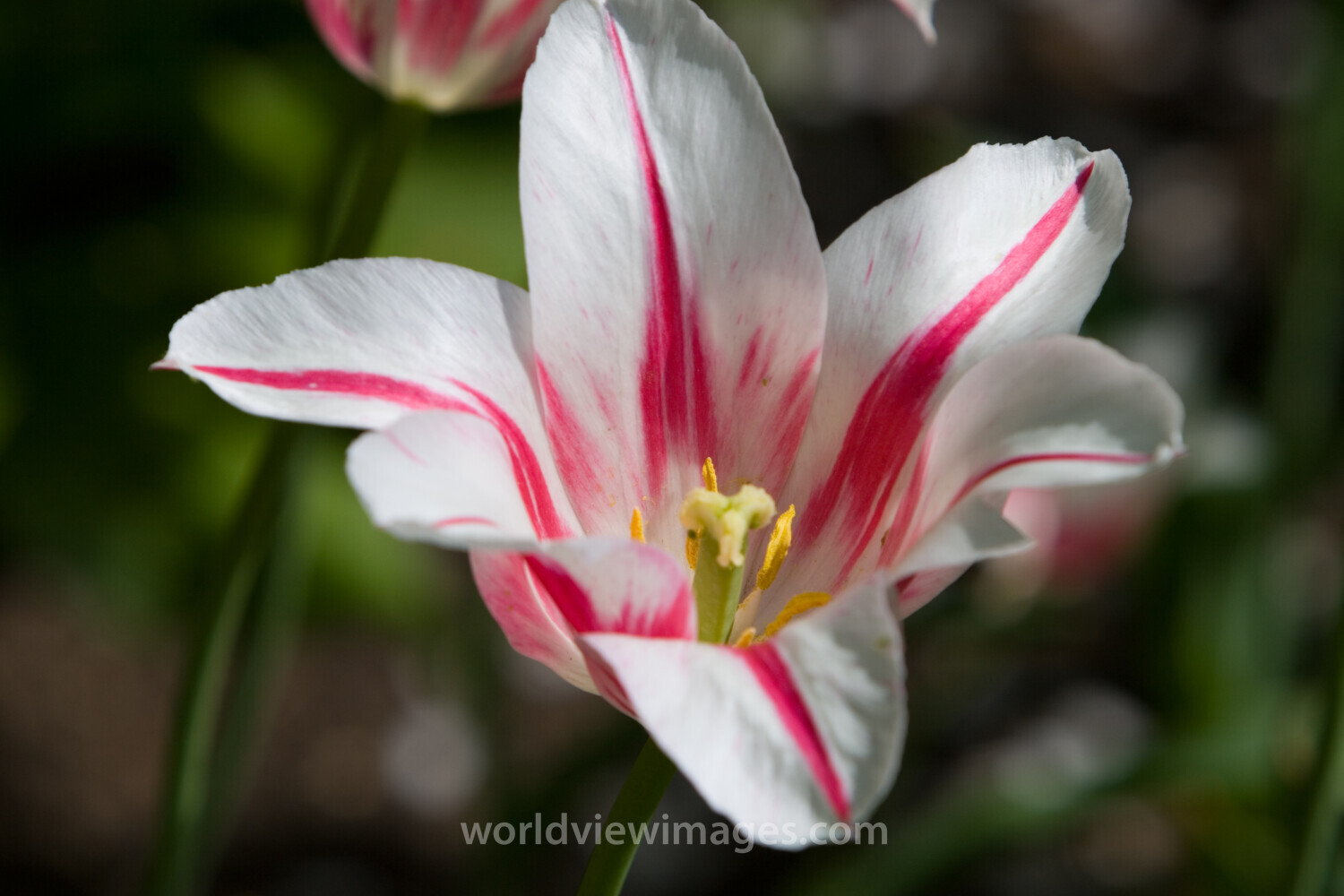 Floweres of the World