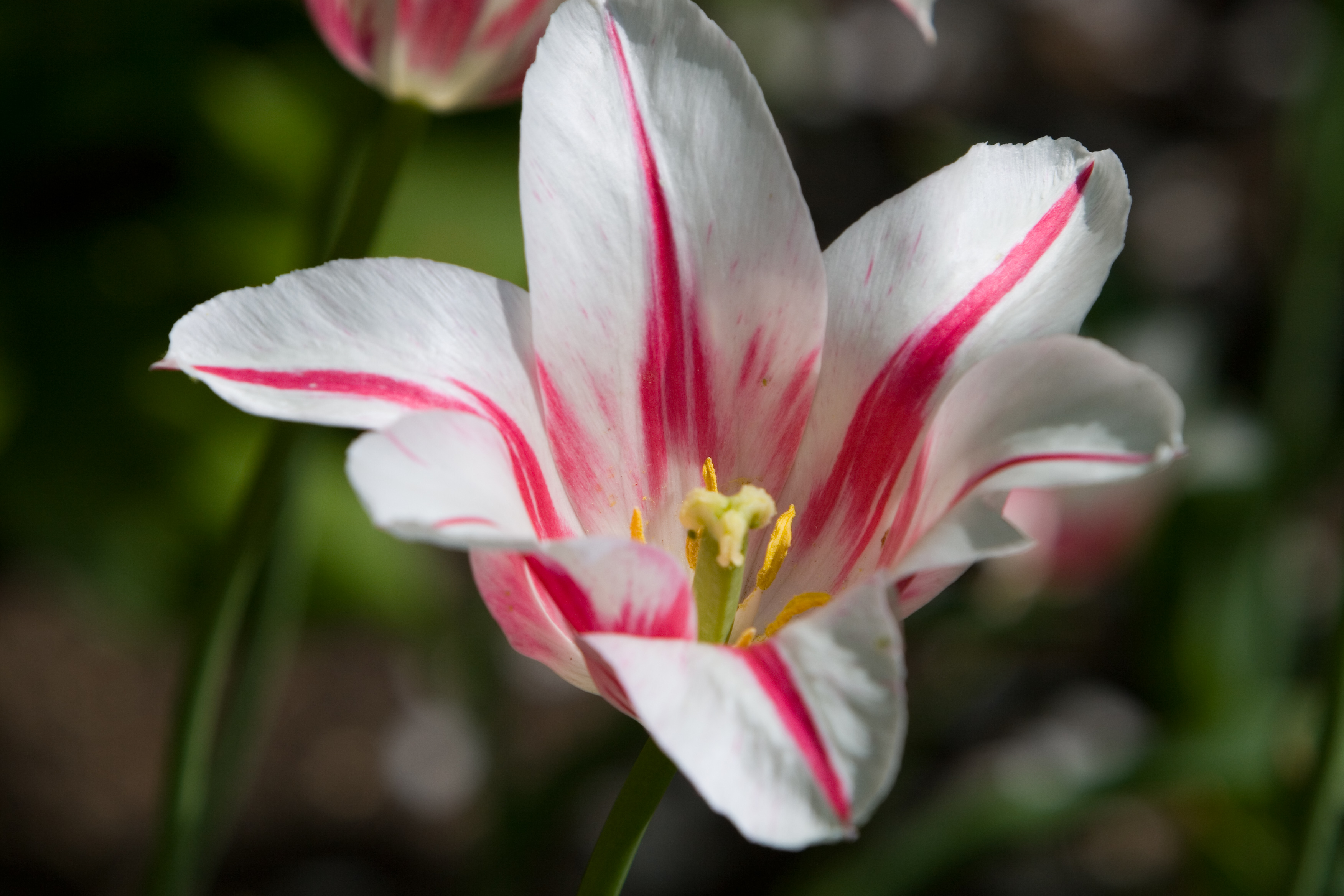 Floweres of the World