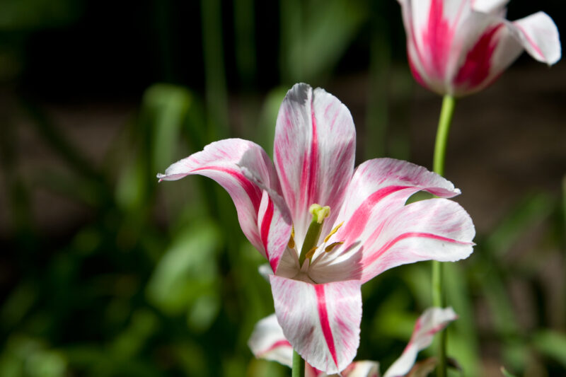 Floweres of the World — Flowers, nature, scenic, flora