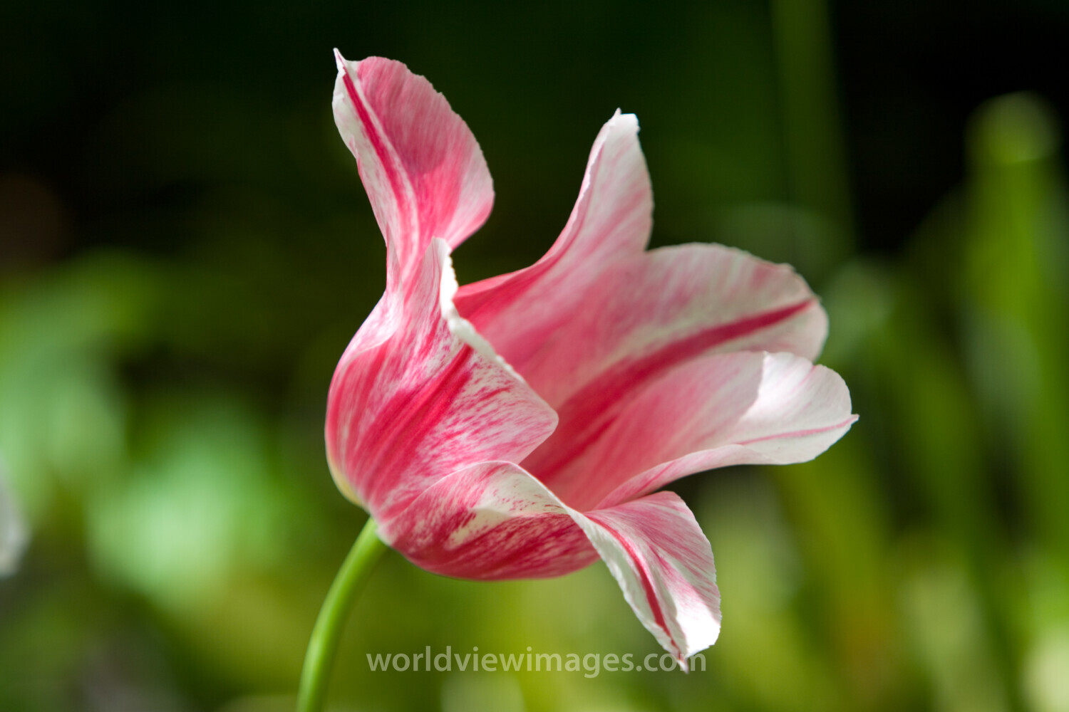 Floweres of the World