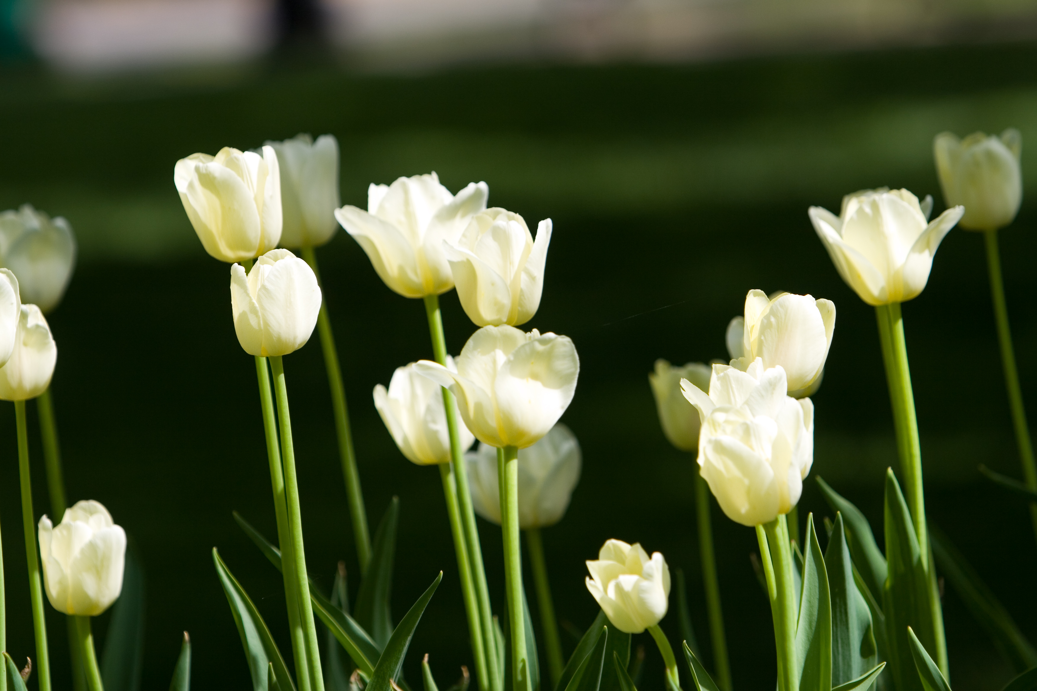 Floweres of the World