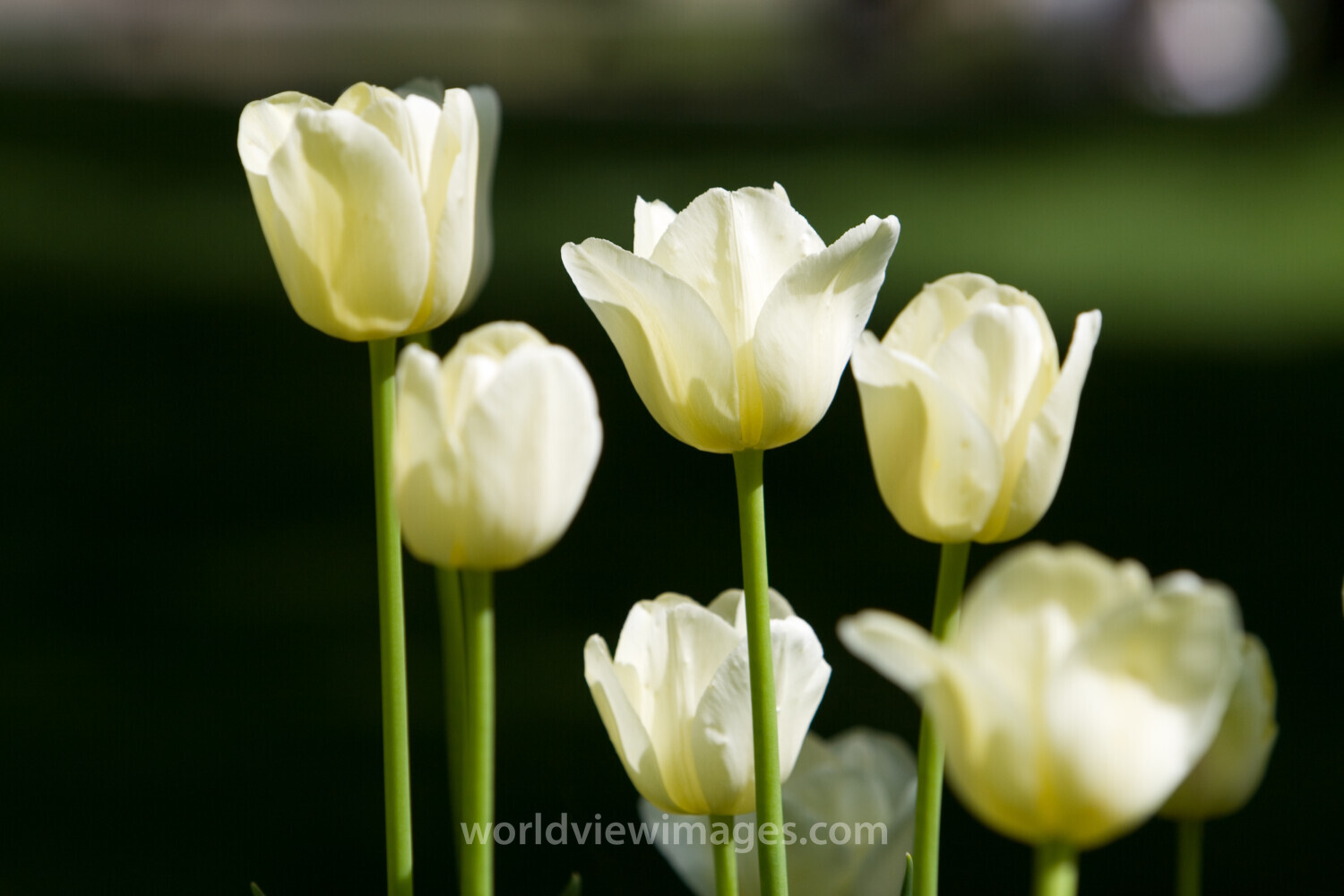 Floweres of the World