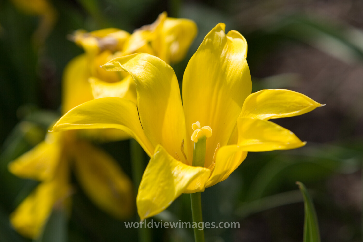 Floweres of the World