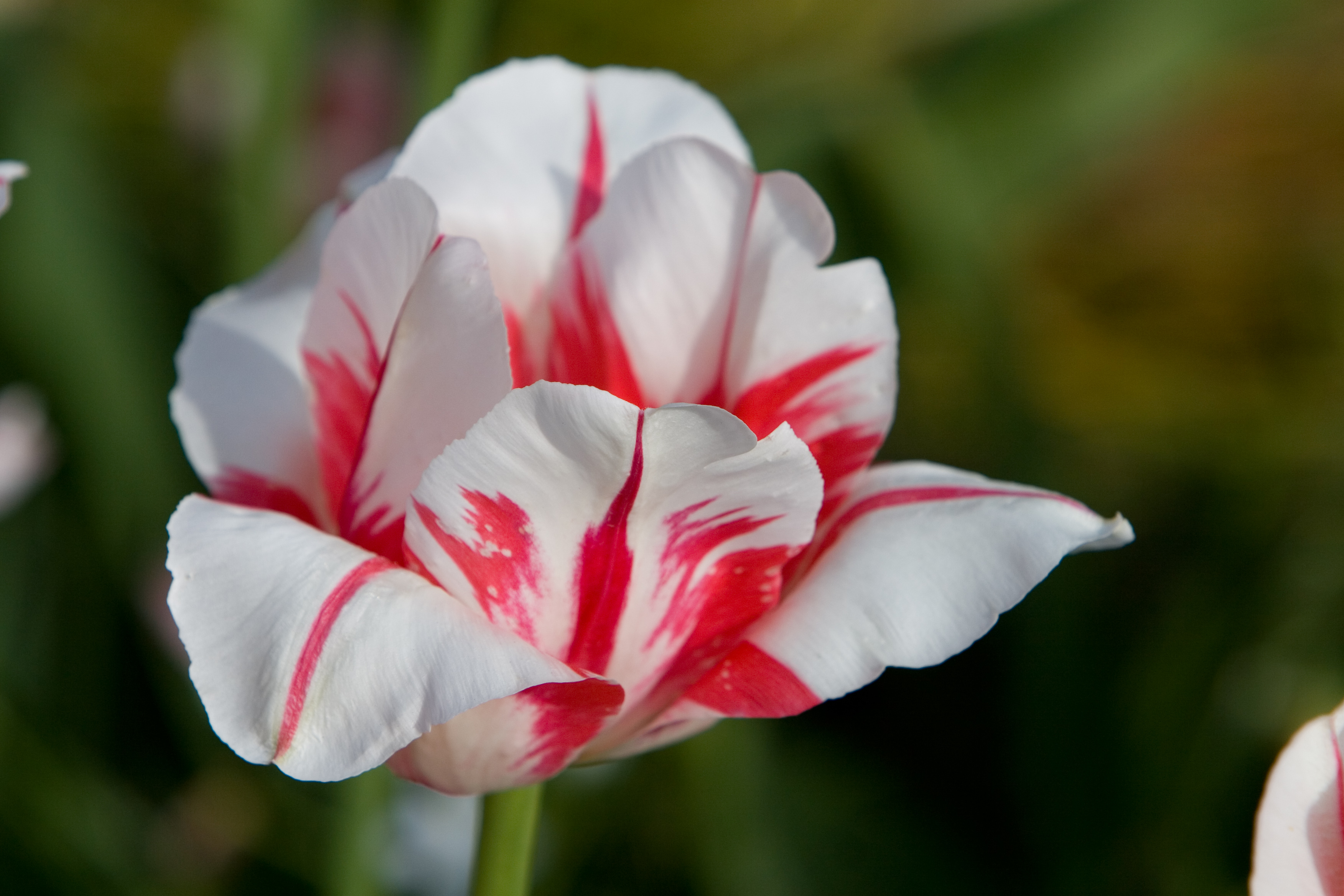 Floweres of the World