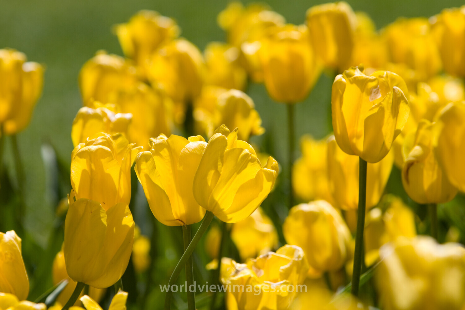 Floweres of the World